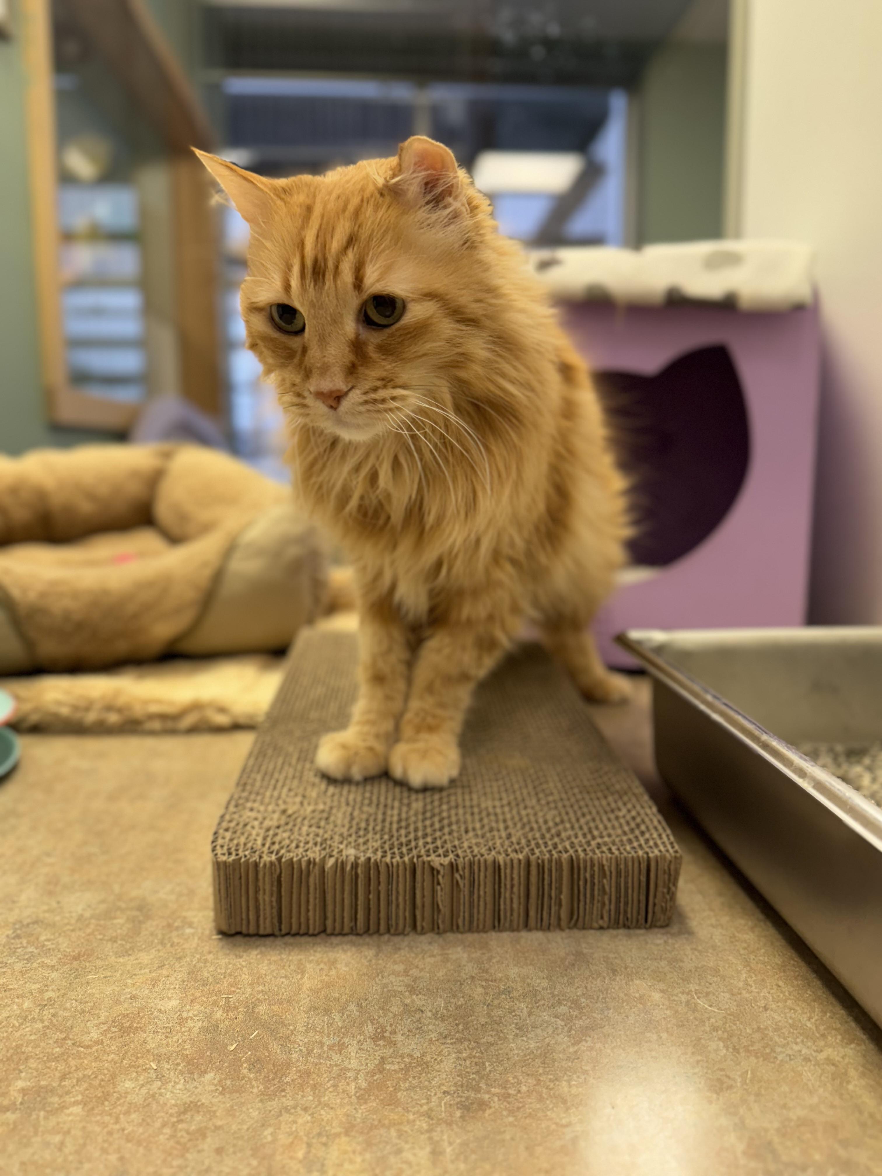 Joey, an adoptable Domestic Long Hair, Tabby in Eagle, CO, 81631 | Photo Image 2