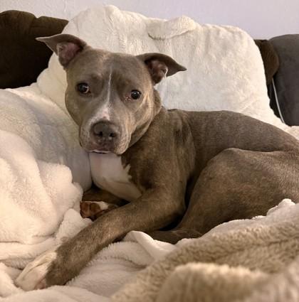GG, Adoptable, Adult Female Pit Bull Terrier & Chihuahua.