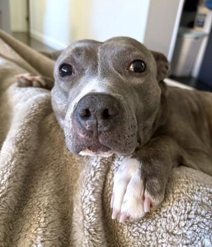 GG, Adoptable, Adult Female Pit Bull Terrier & Chihuahua.