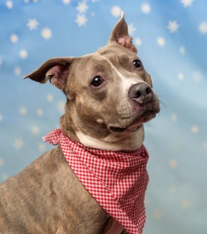 Enlarge GG, a Adoptable mixed breed in Seattle, WA image 2/2