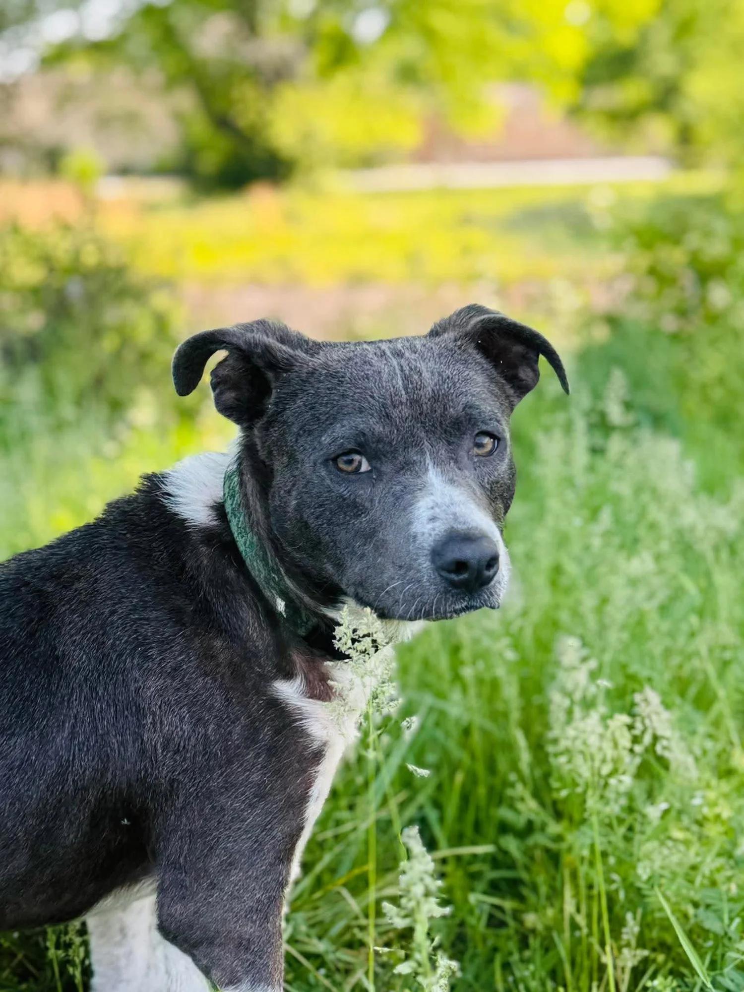 Archer, a ADOPTABLE mixed breed in Huntsville, AL image 1/6