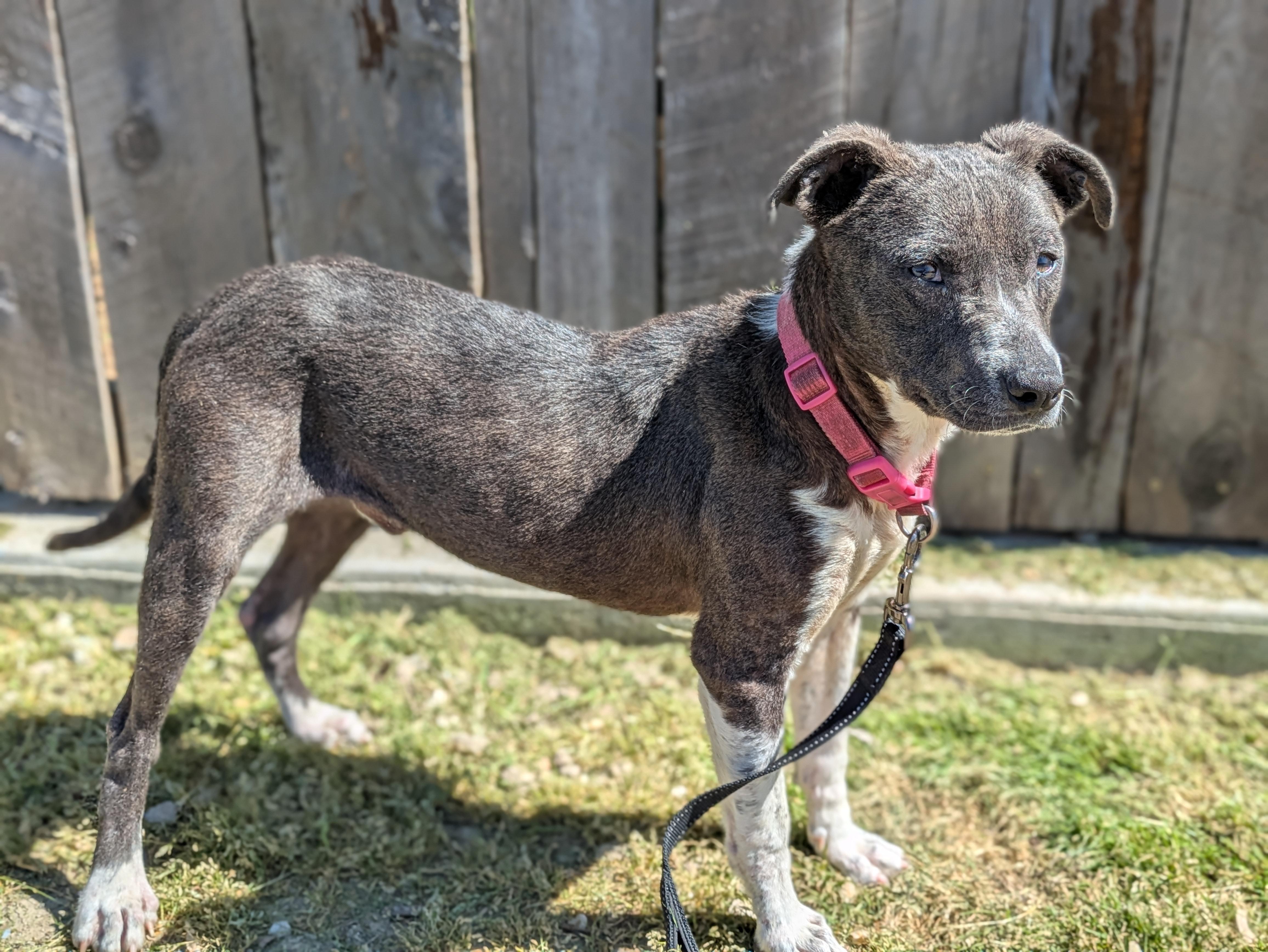 Archer, a ADOPTABLE mixed breed in Huntsville, AL image 6/6