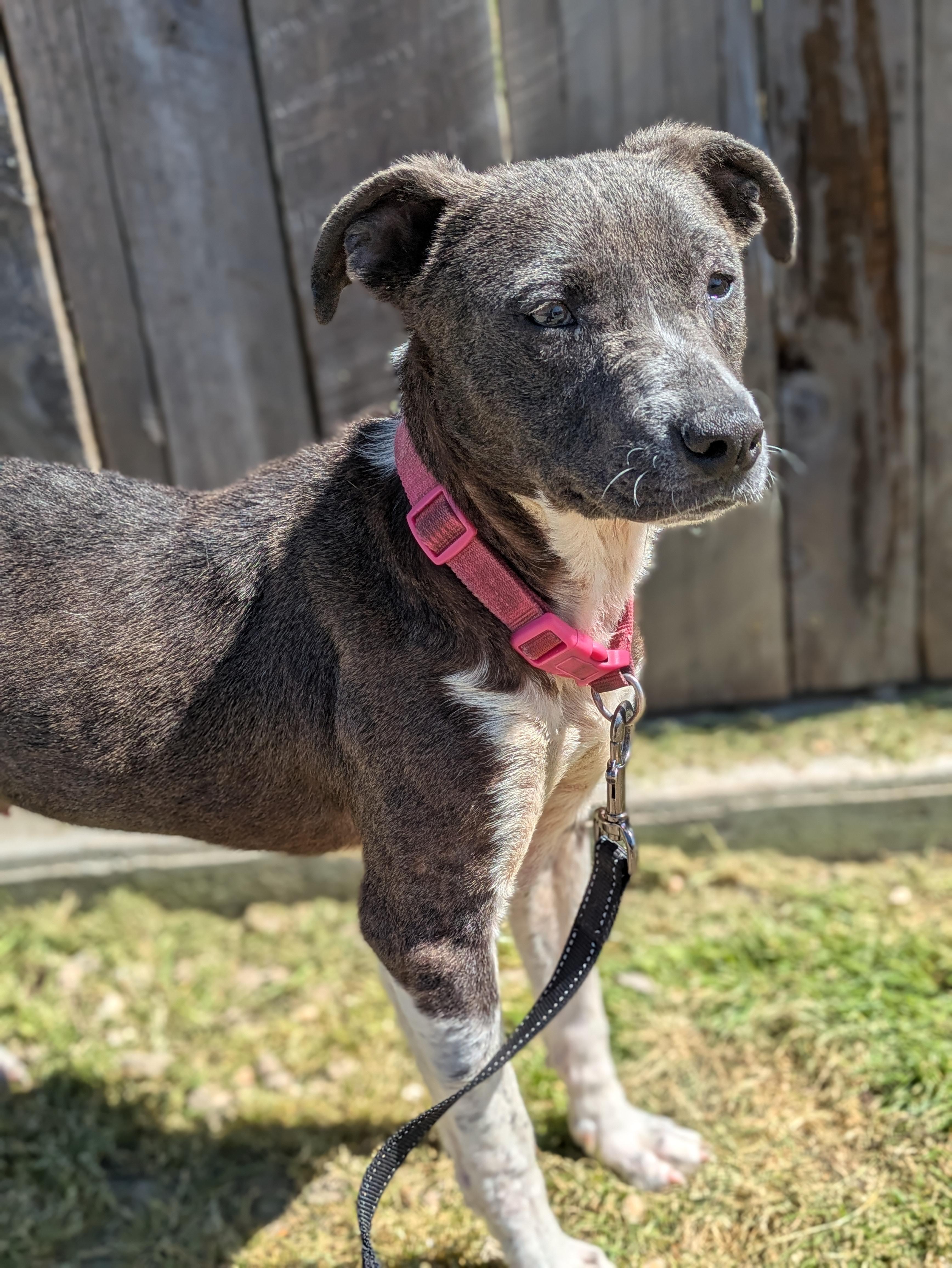 Archer, a ADOPTABLE mixed breed in Huntsville, AL image 5/6