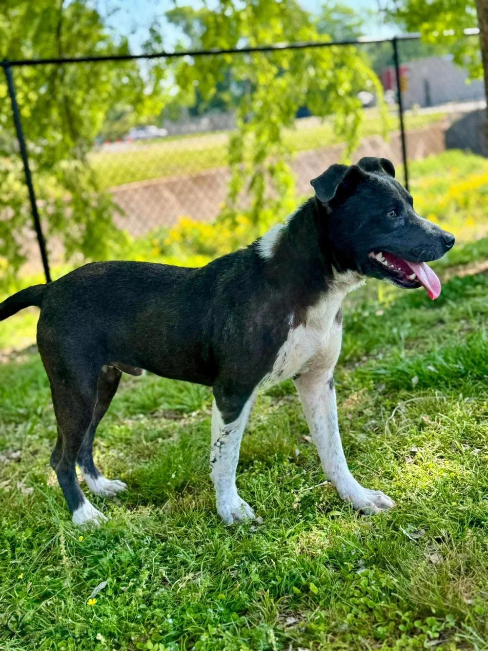 Archer, a ADOPTABLE mixed breed in Huntsville, AL image 4/6