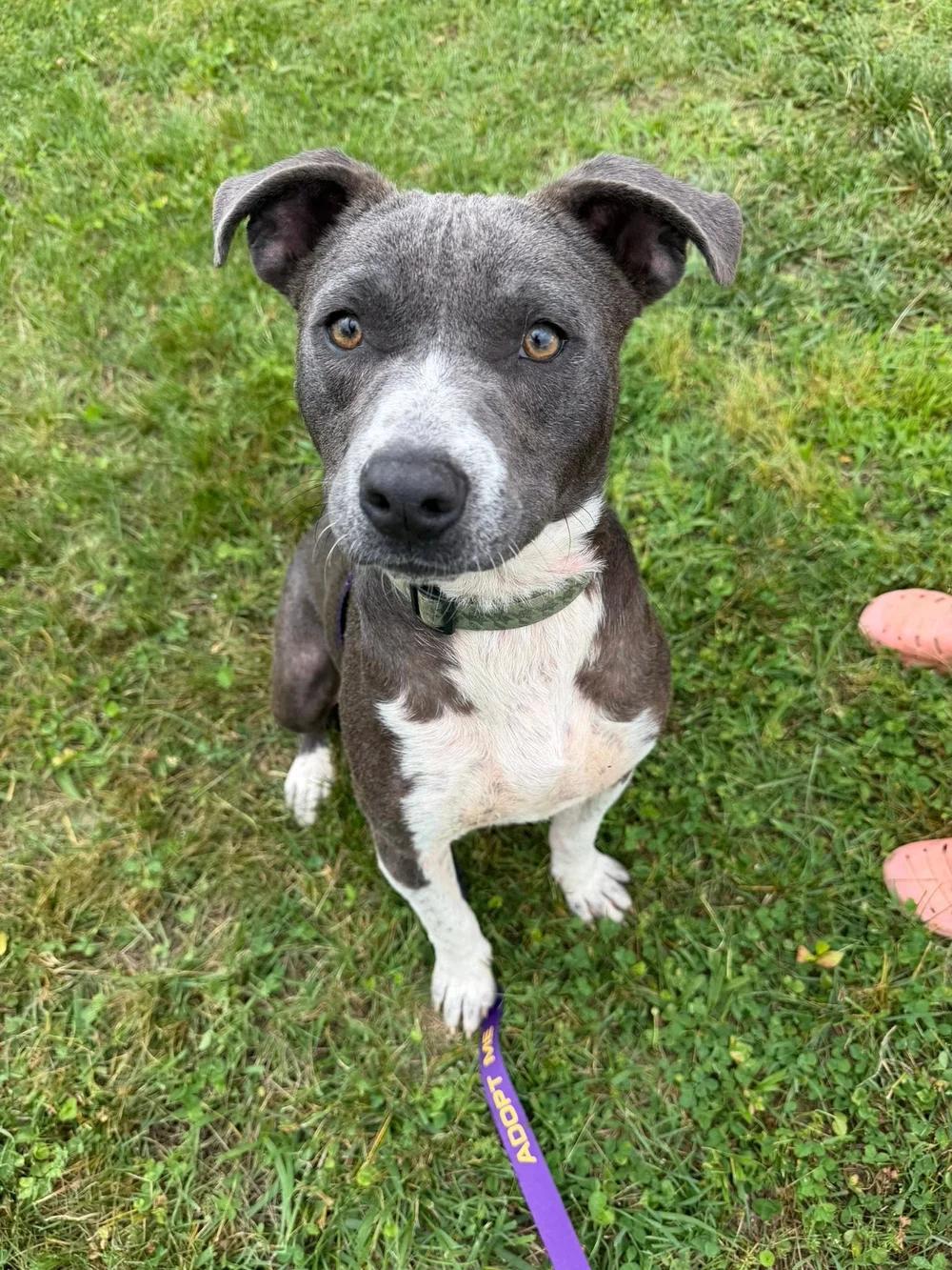 Archer, a ADOPTABLE mixed breed in Huntsville, AL image 3/6