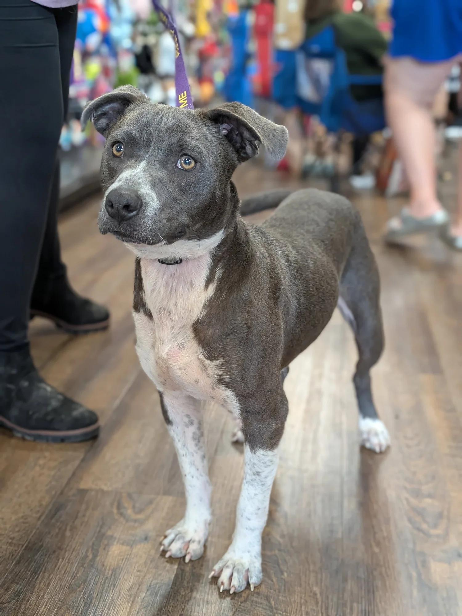 Archer, a ADOPTABLE mixed breed in Huntsville, AL image 2/6
