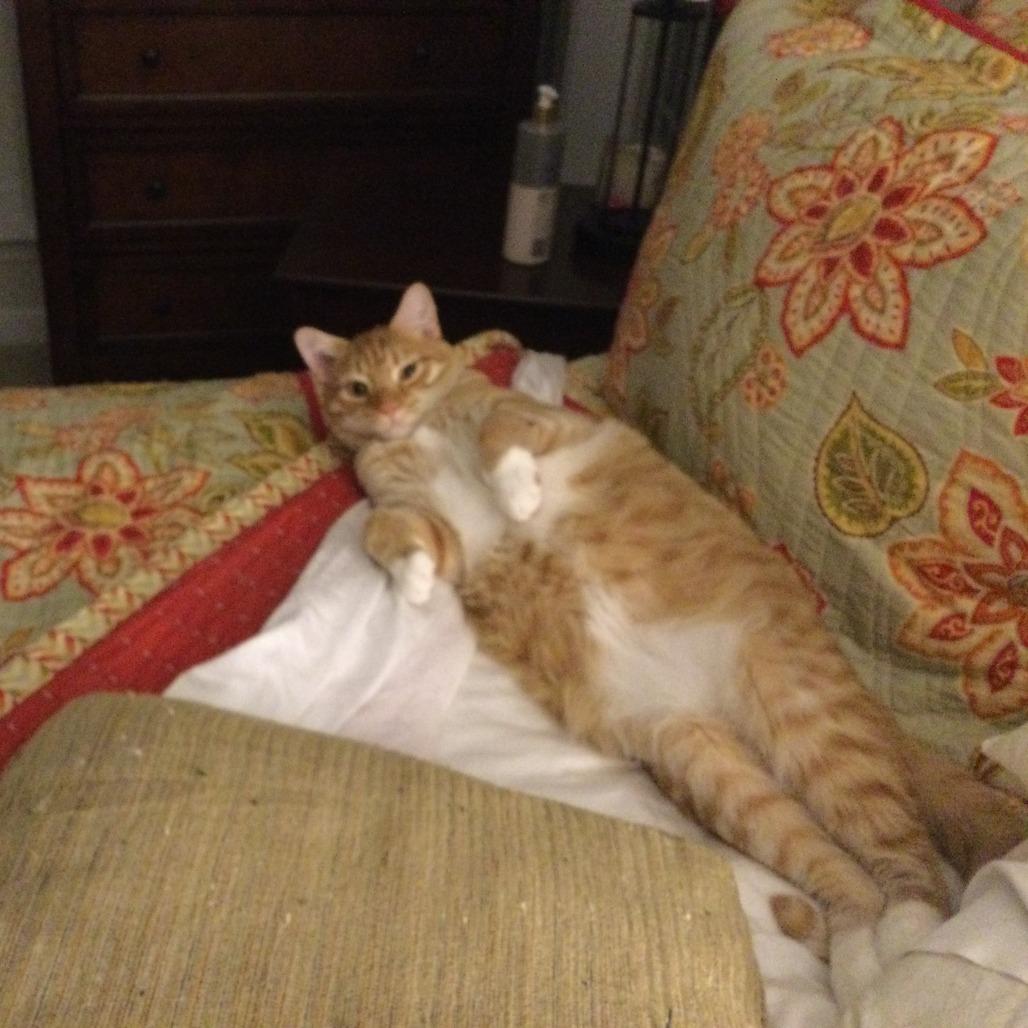 Luke, Adoptable, Adult Male Domestic Short Hair.