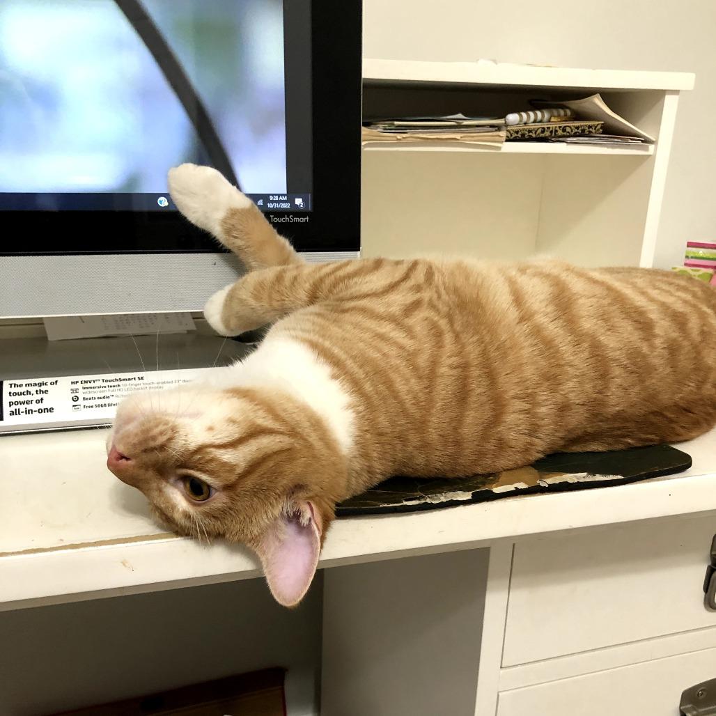 Enlarge Luke, a Adoptable Domestic Short Hair in Harrisonburg, VA image 2/5