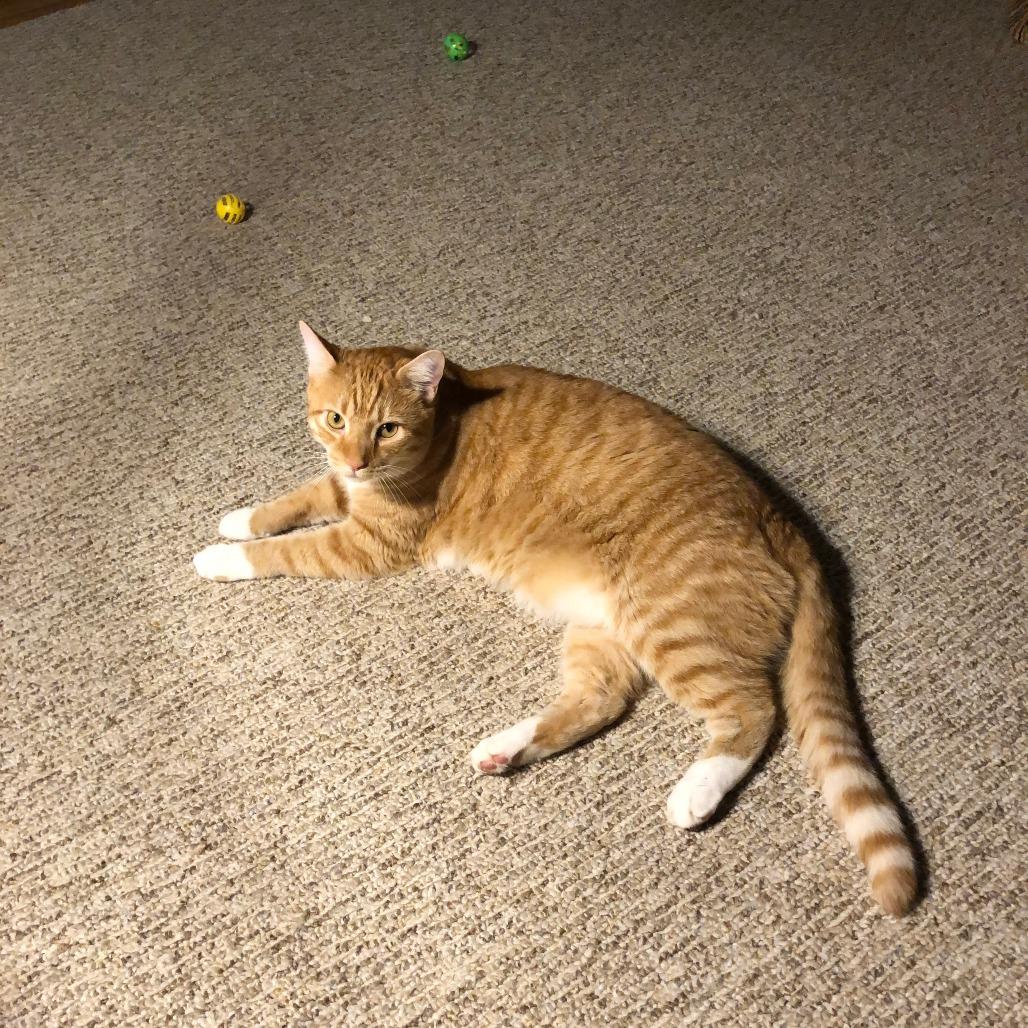 Enlarge Luke, a Adoptable Domestic Short Hair in Harrisonburg, VA image 3/5
