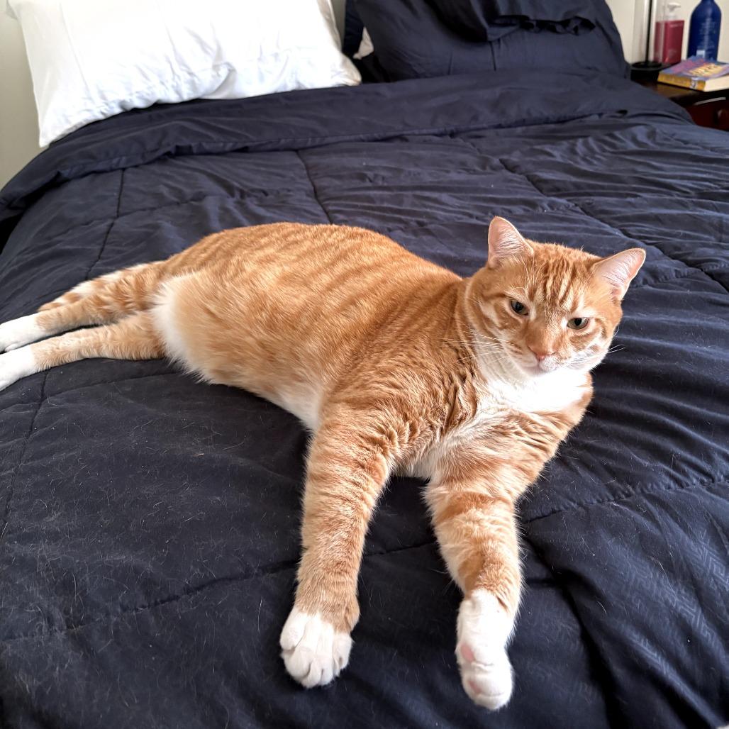 Enlarge Luke, a Adoptable Domestic Short Hair in Harrisonburg, VA image 4/5