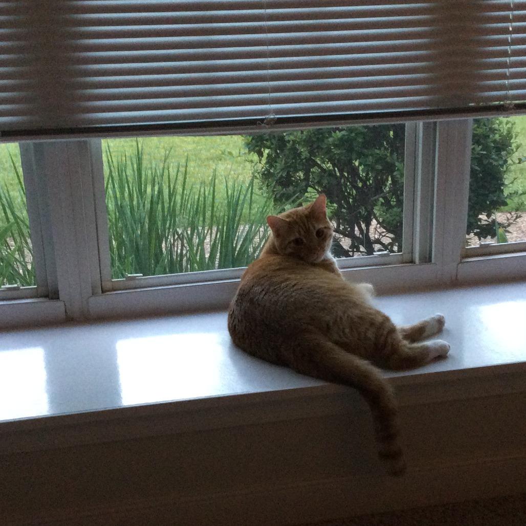 Enlarge Luke, a Adoptable Domestic Short Hair in Harrisonburg, VA image 5/5