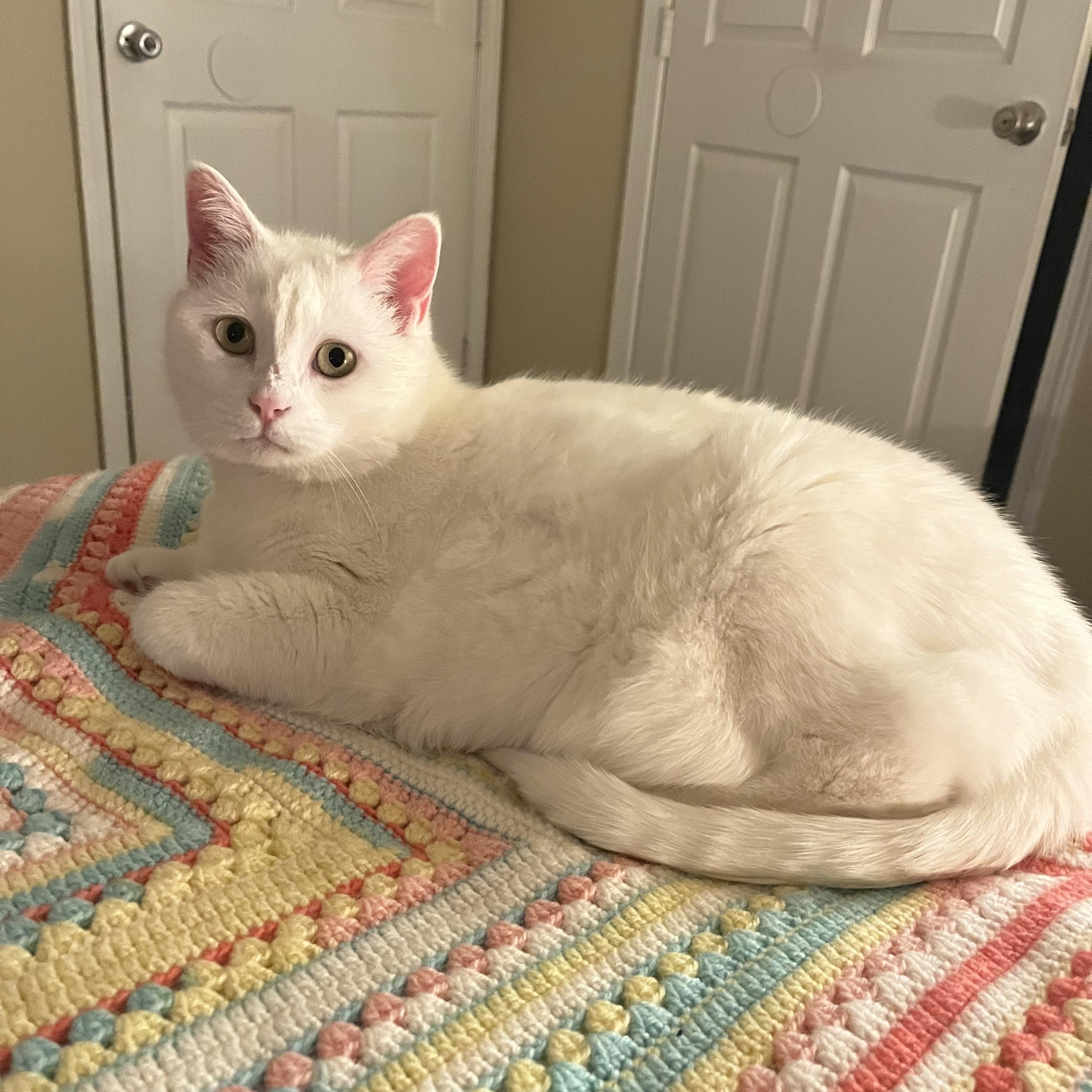 Enlarge Pip & Squeak, a Adoptable Domestic Short Hair in Clyde, NC image 1/6