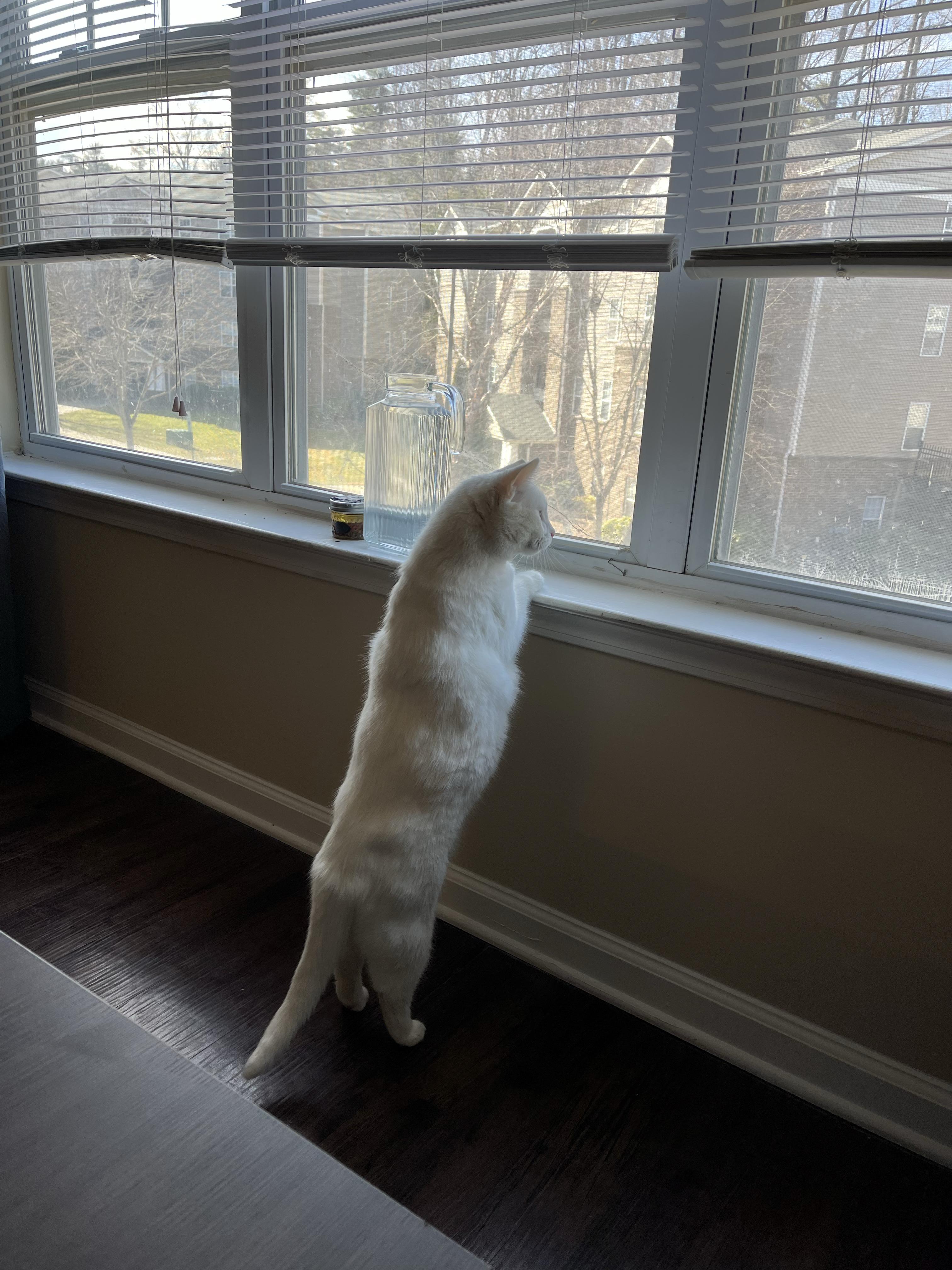 Enlarge Pip & Squeak, a Adoptable Domestic Short Hair in Clyde, NC image 4/6