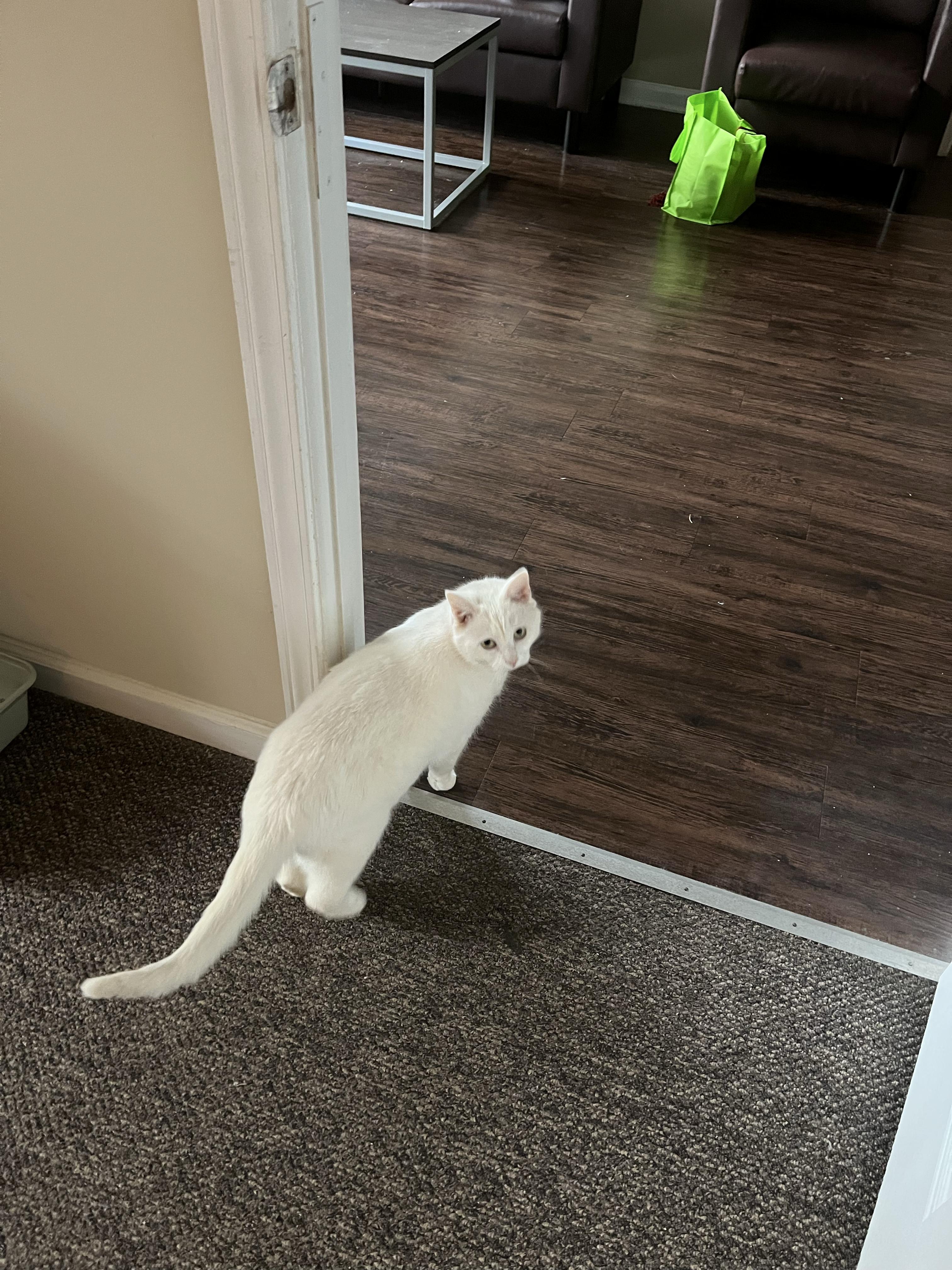 Enlarge Pip & Squeak, a Adoptable Domestic Short Hair in Clyde, NC image 5/6