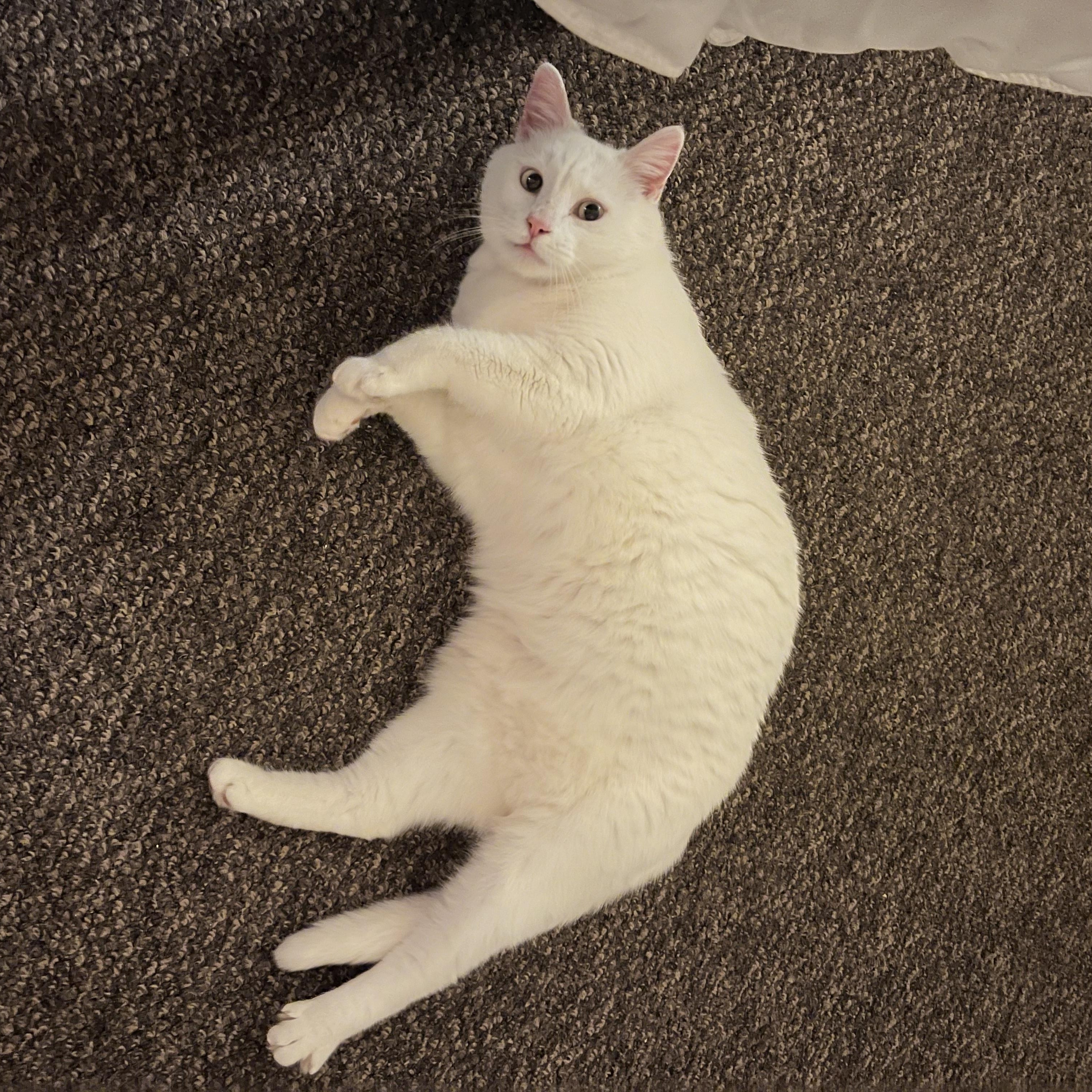 Enlarge Pip & Squeak, a Adoptable Domestic Short Hair in Clyde, NC image 6/6