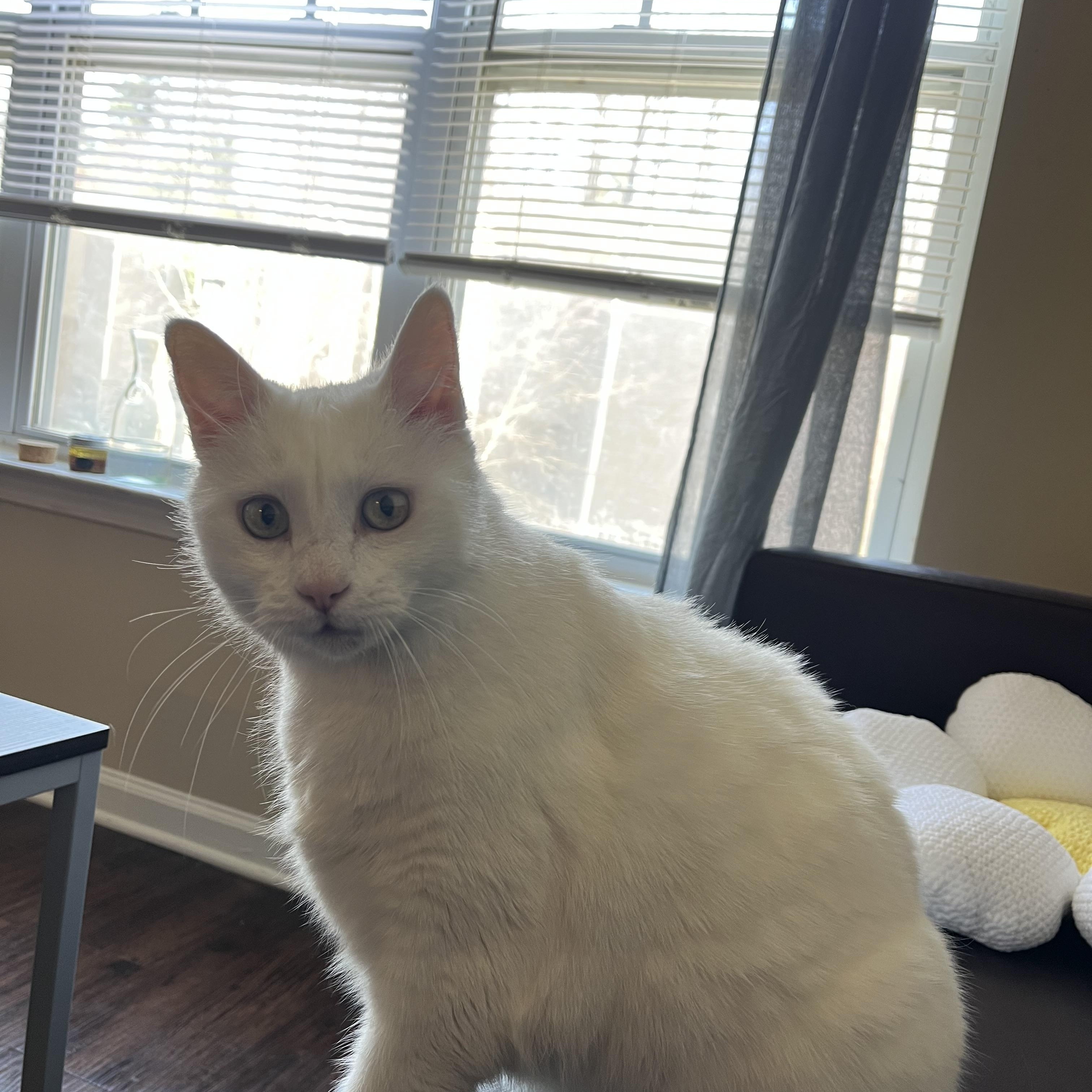 Enlarge Pip & Squeak, a Adoptable Domestic Short Hair in Clyde, NC image 2/6