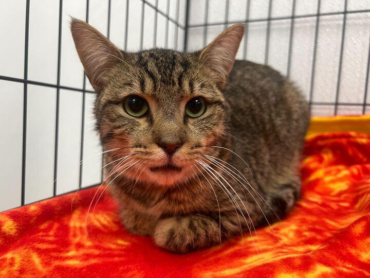 TJ, ADOPTABLE, Adult Male American Shorthair.
