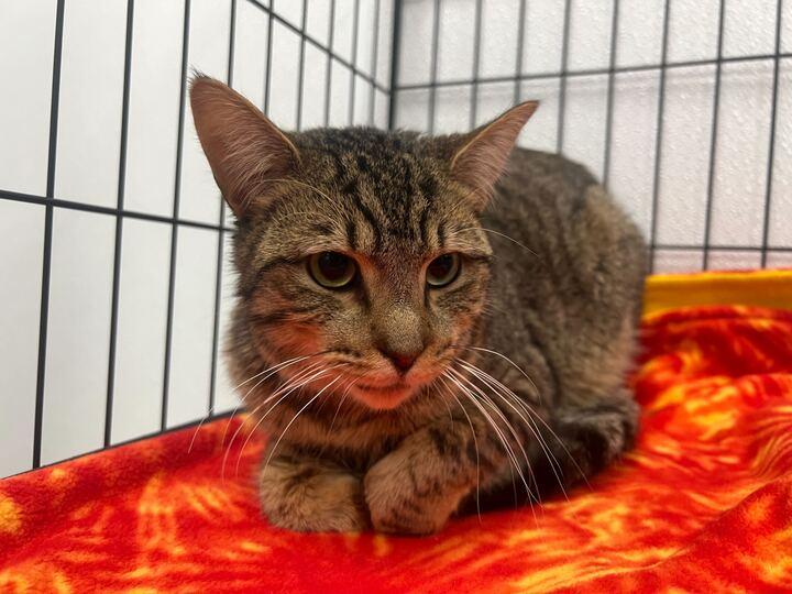 Enlarge TJ, a ADOPTABLE American Shorthair in Jackson, MI image 3/3