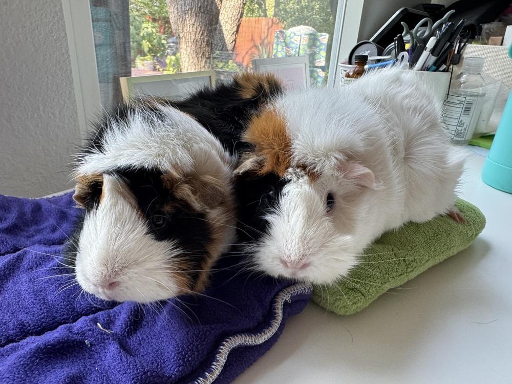 Enlarge Octavia & Ava, an adoptable Guinea Pig in Austin, TX image 5/6