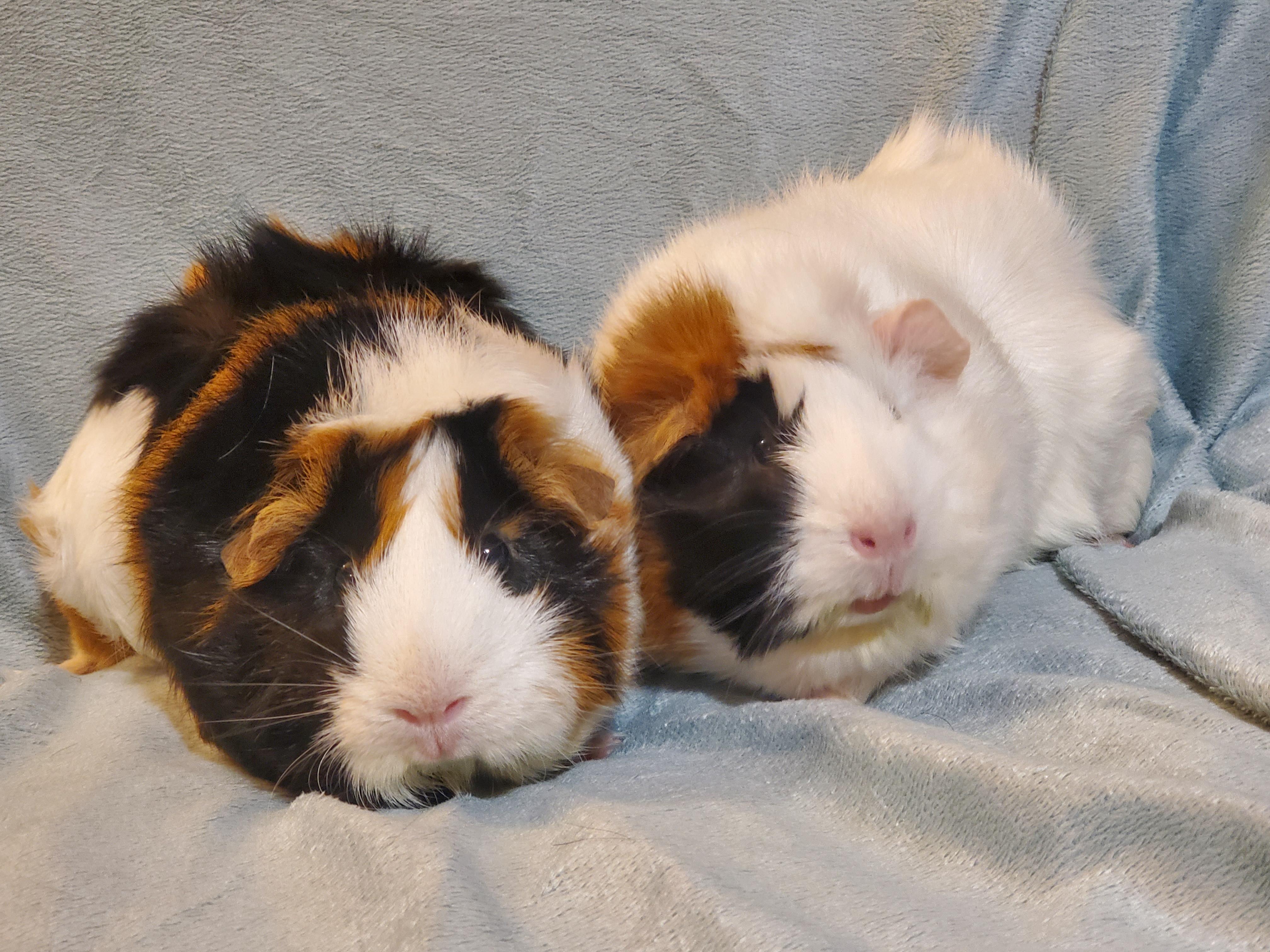 Enlarge Octavia & Ava, an adoptable Guinea Pig in Austin, TX image 2/6