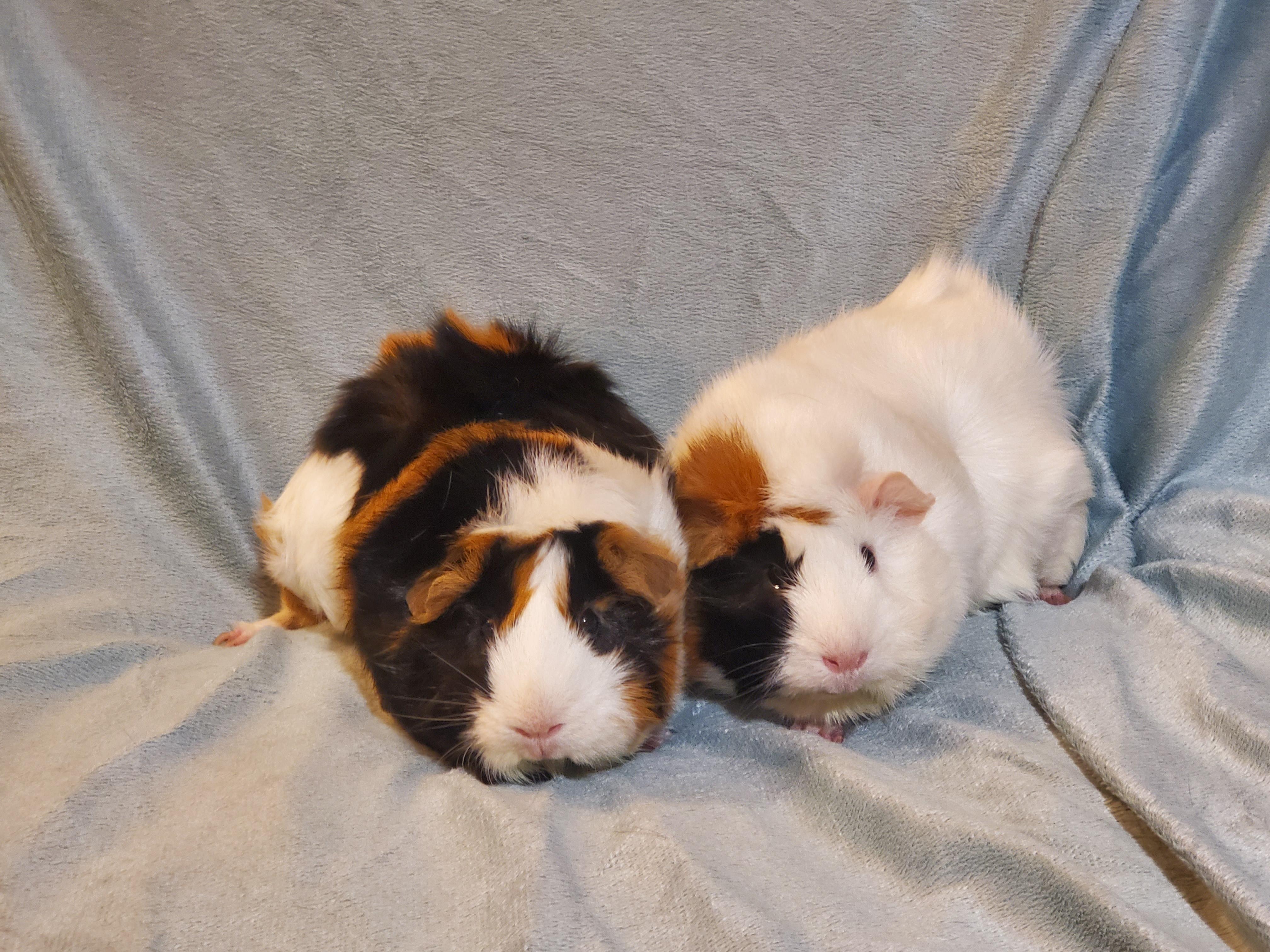 Enlarge Octavia & Ava, an adoptable Guinea Pig in Austin, TX image 3/6