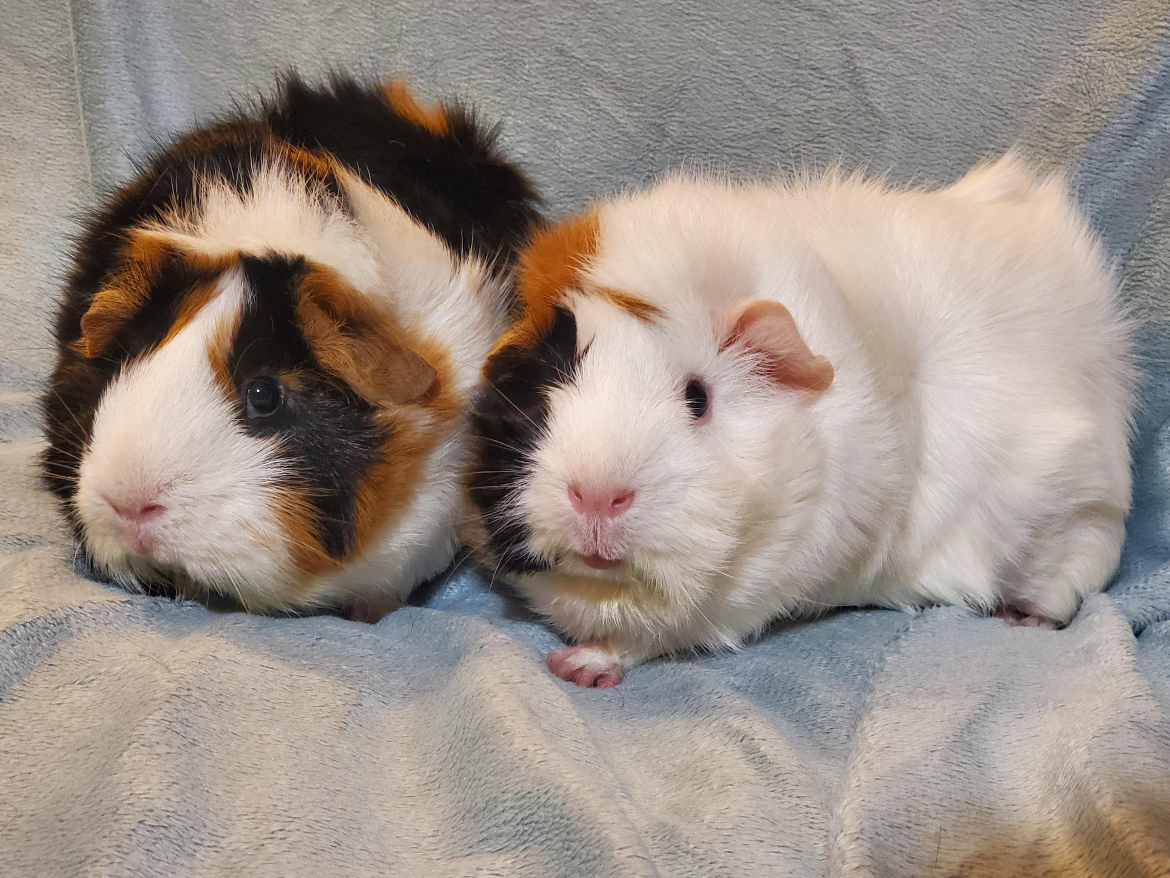 Octavia & Ava, adoptable, Adult Female Guinea Pig.