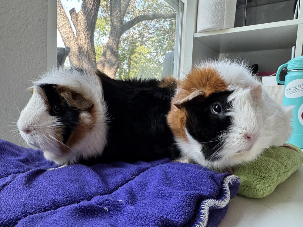 Enlarge Octavia & Ava, an adoptable Guinea Pig in Austin, TX image 6/6
