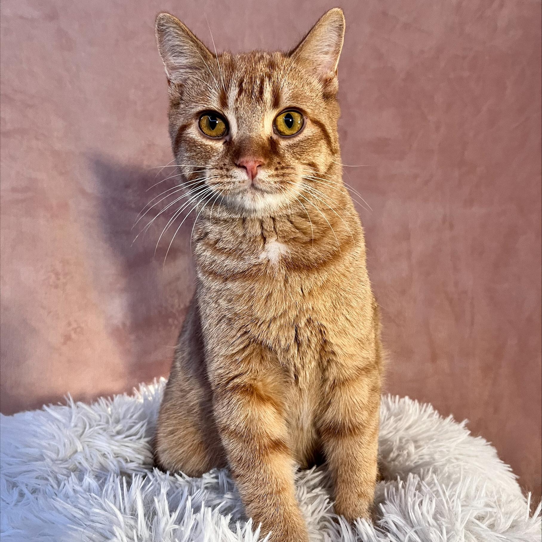 Faun, a Adopted Domestic Short Hair in St Catharines, ON image 1/4