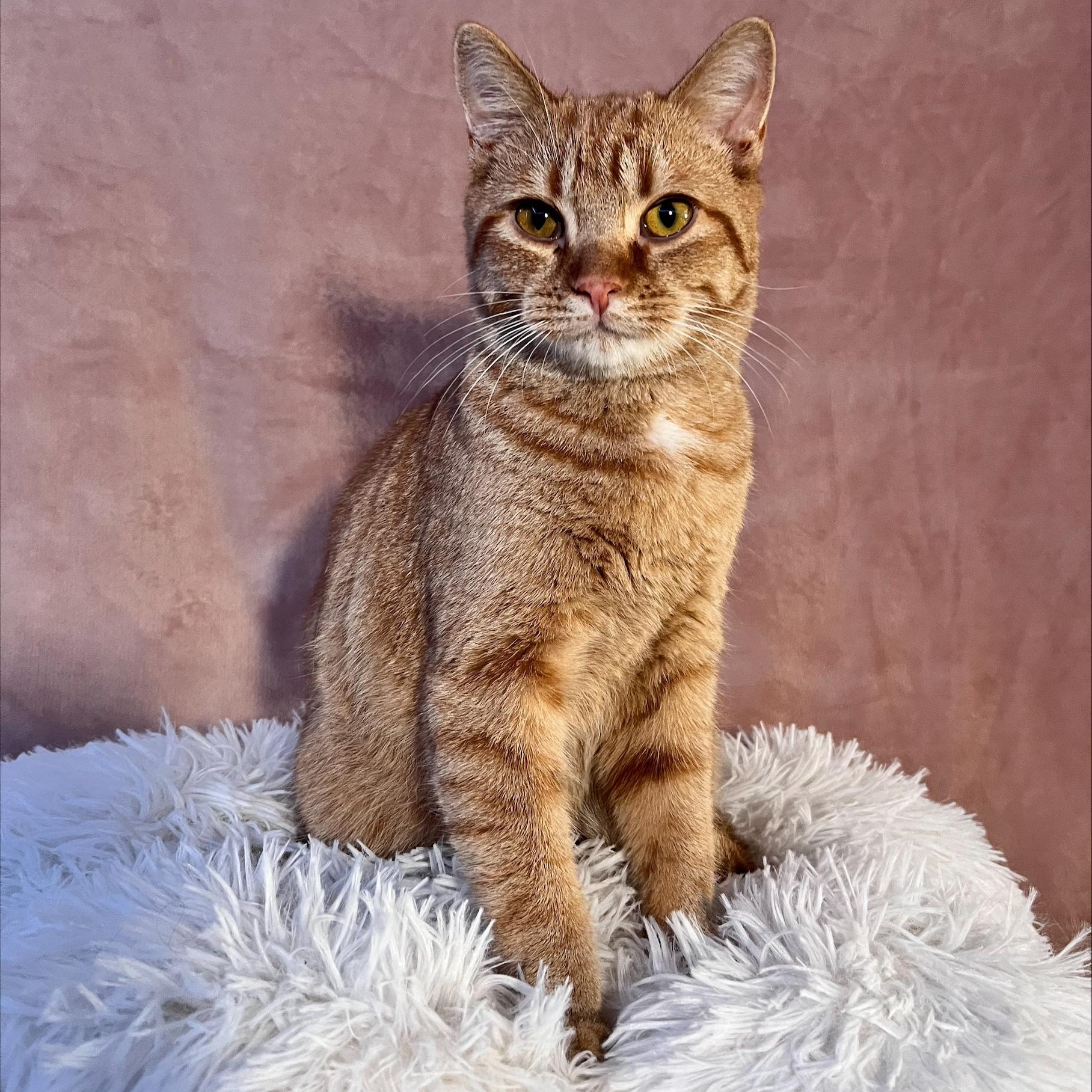 Faun, a Adopted Domestic Short Hair in St Catharines, ON image 3/4