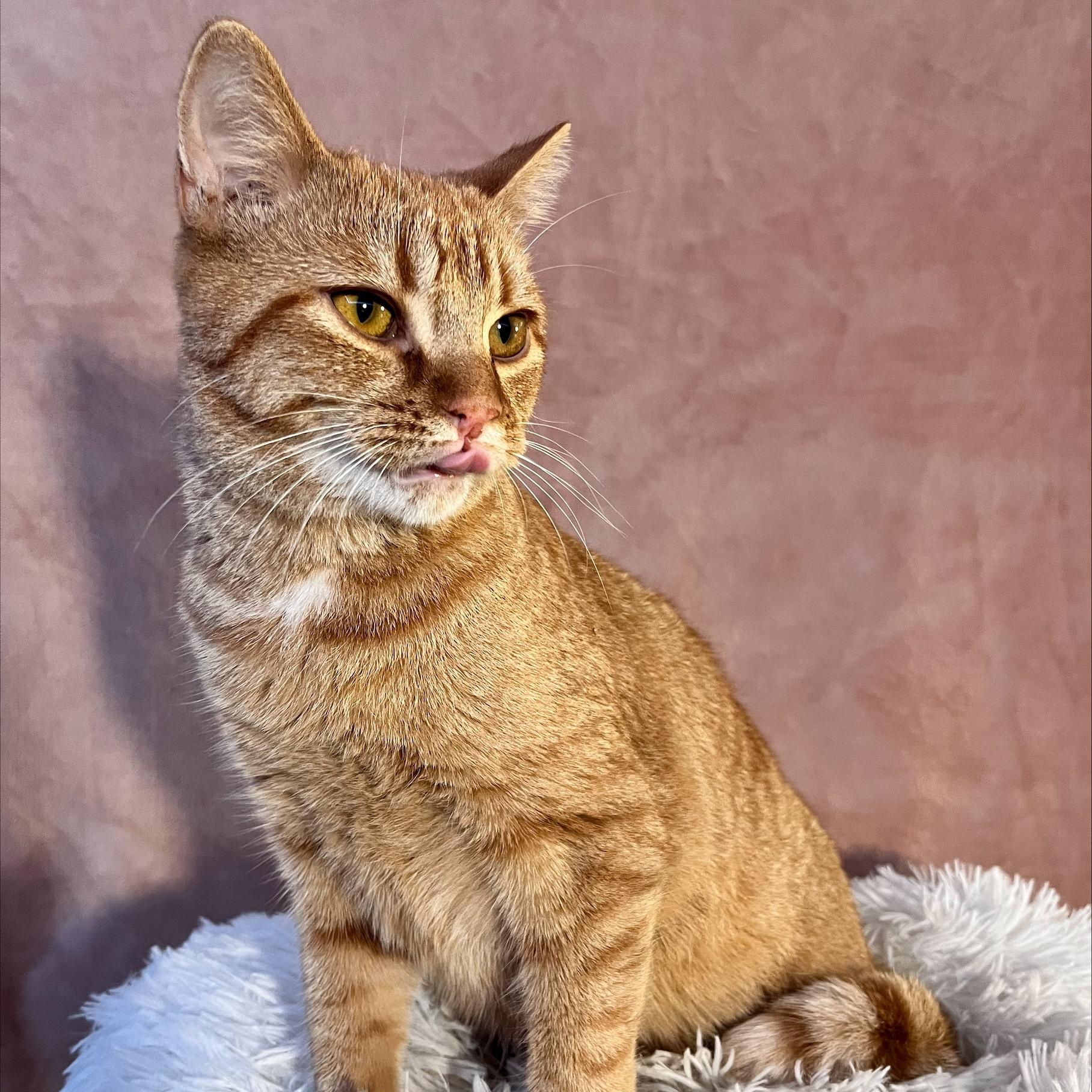 Faun, a Adopted Domestic Short Hair in St Catharines, ON image 2/4