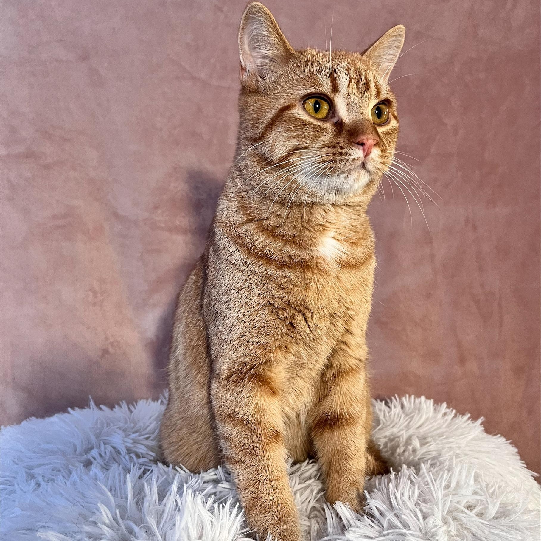 Faun, a Adopted Domestic Short Hair in St Catharines, ON image 4/4