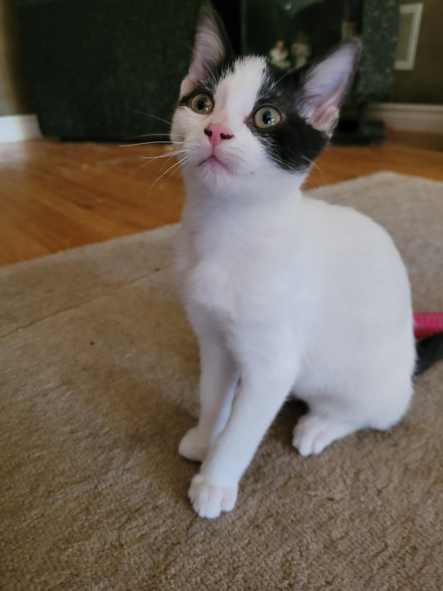 TEDDY, Adoptable, Kitten Male Domestic Short Hair & Tuxedo.