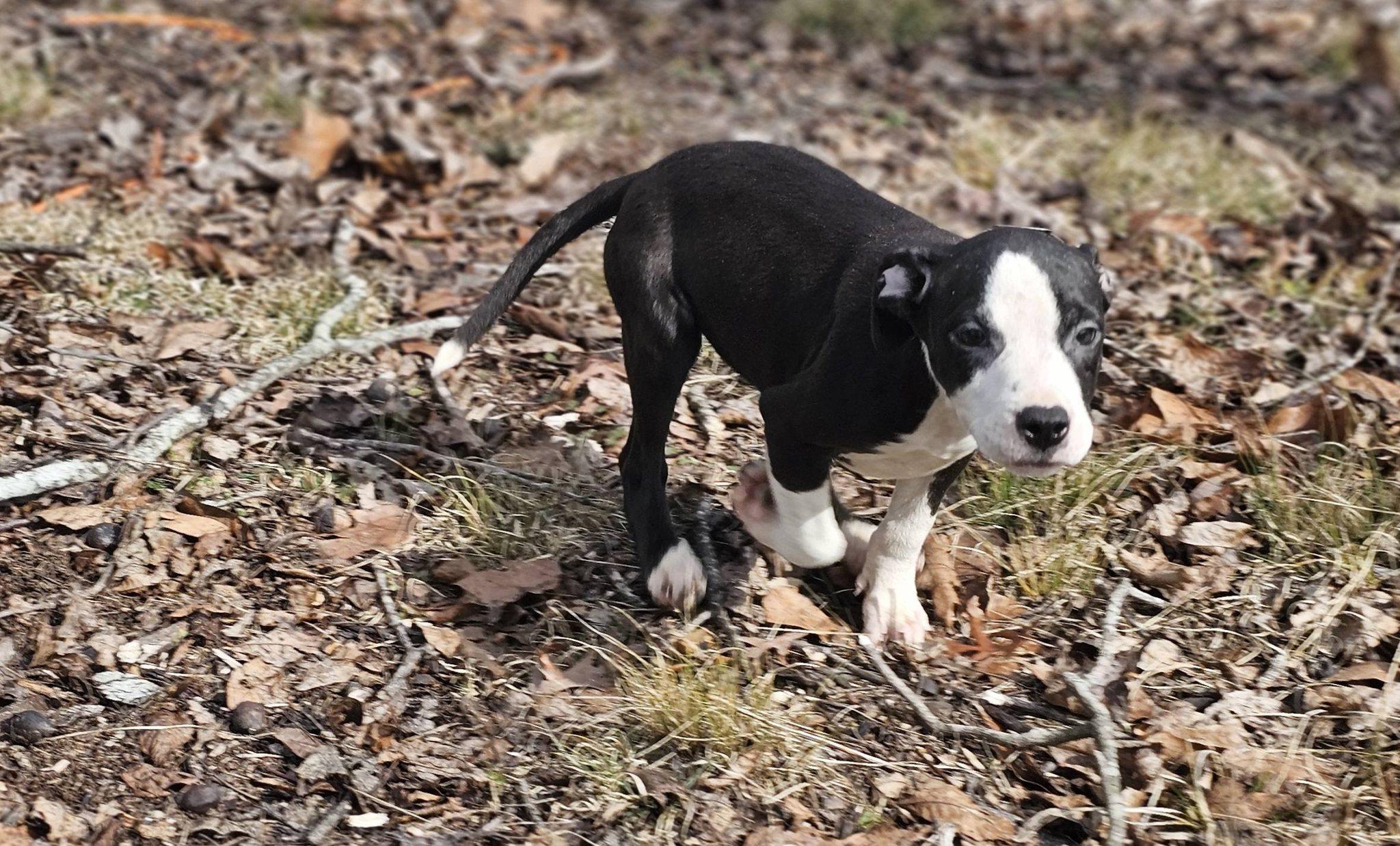 Enlarge Rebekah, a ADOPTABLE Bulldog in Fort Payne, AL image 5/5