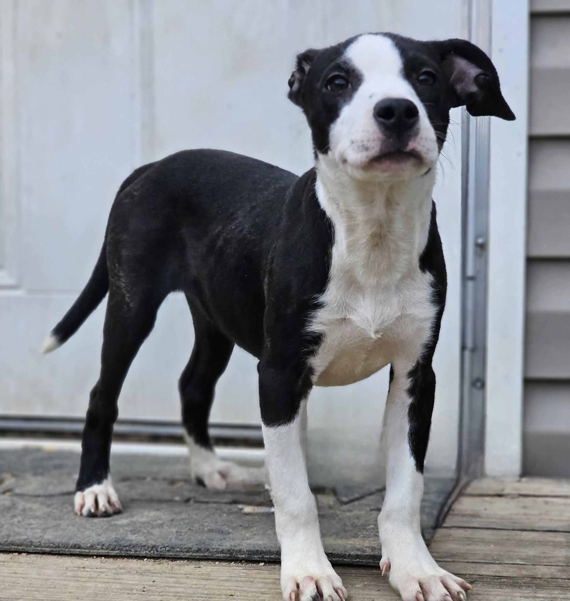 Enlarge Rebekah, a ADOPTABLE Bulldog in Fort Payne, AL image 3/6