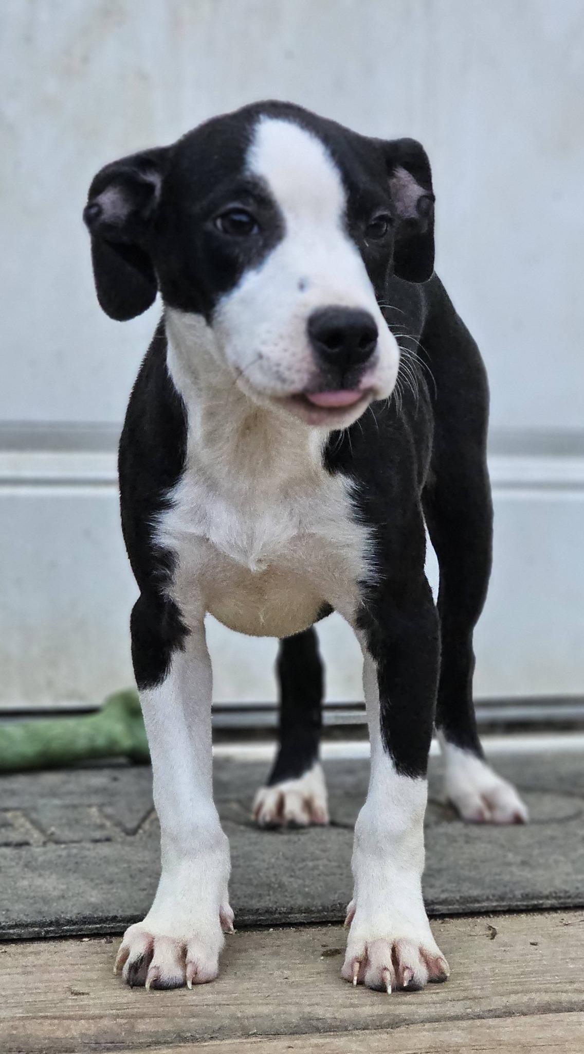 Enlarge Rebekah, a ADOPTABLE Bulldog in Fort Payne, AL image 1/6