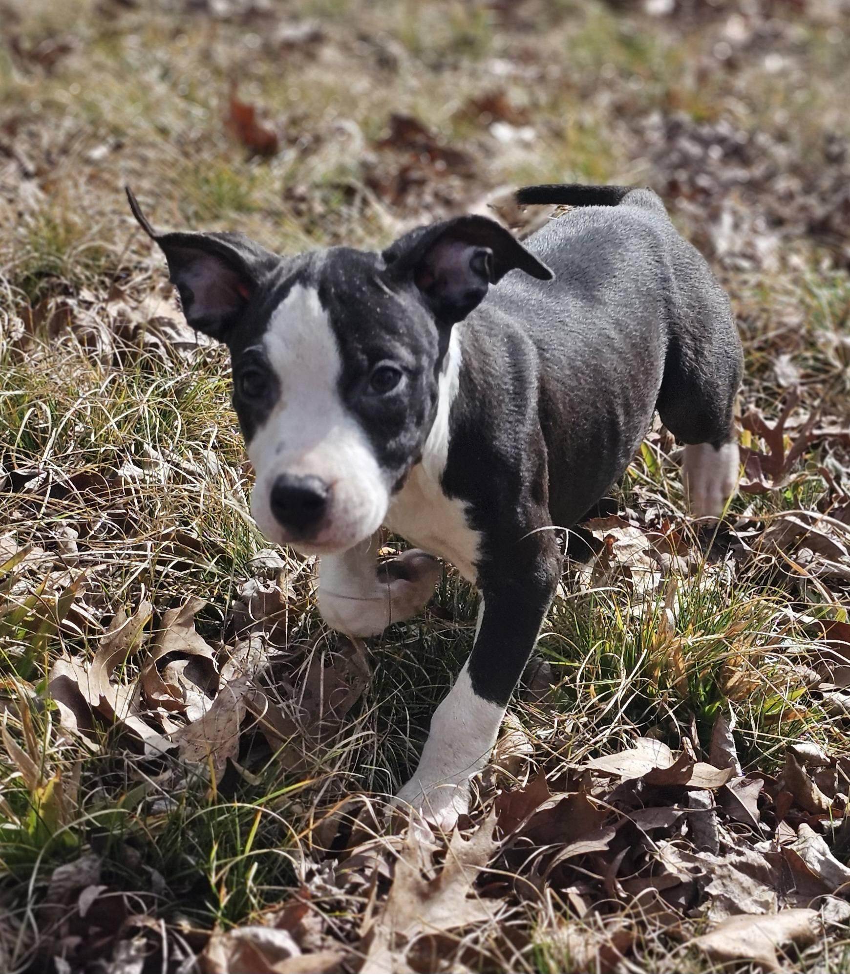 Enlarge Rebekah, a ADOPTABLE Bulldog in Fort Payne, AL image 2/5