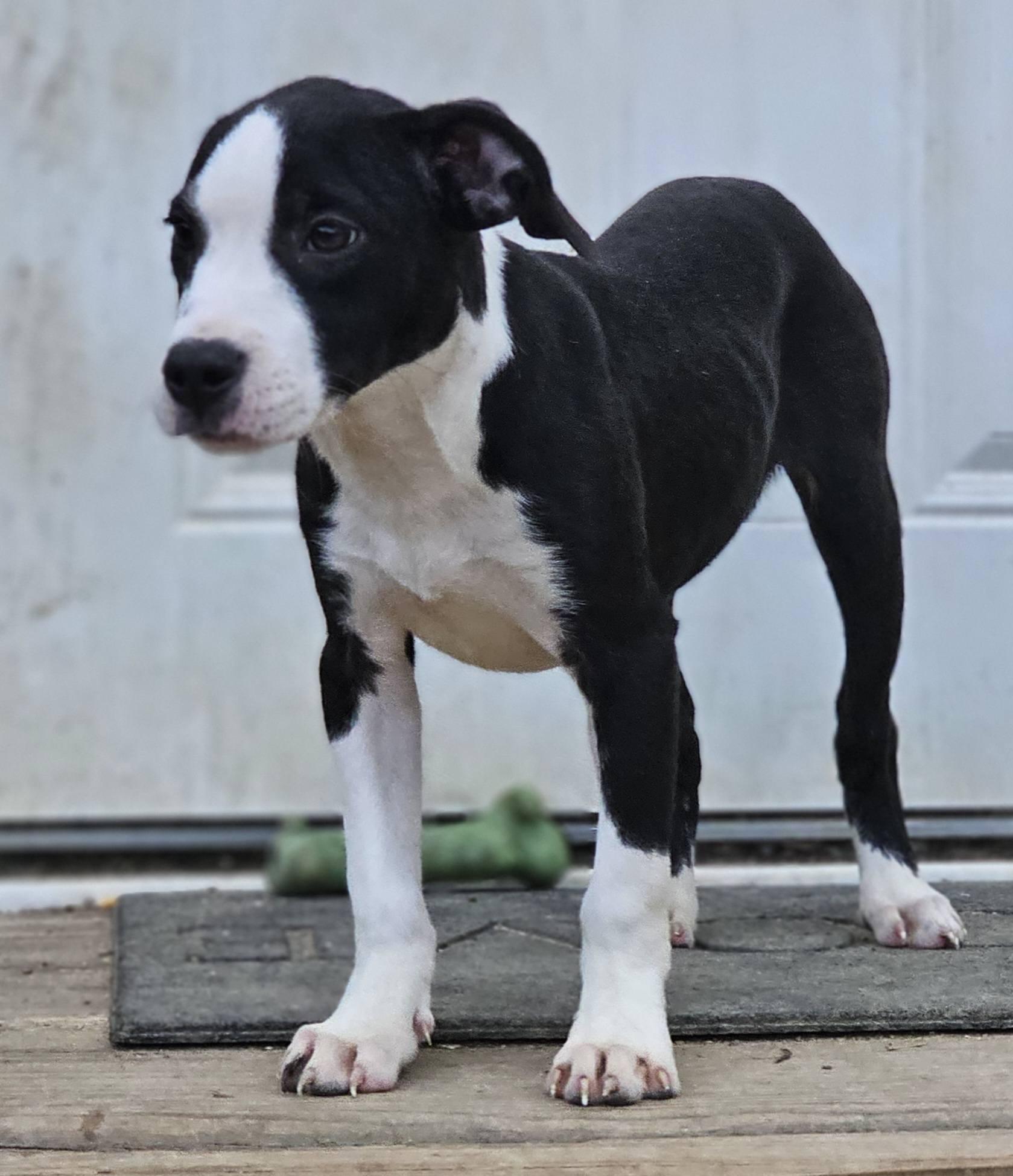 Enlarge Rebekah, a ADOPTABLE Bulldog in Fort Payne, AL image 4/6