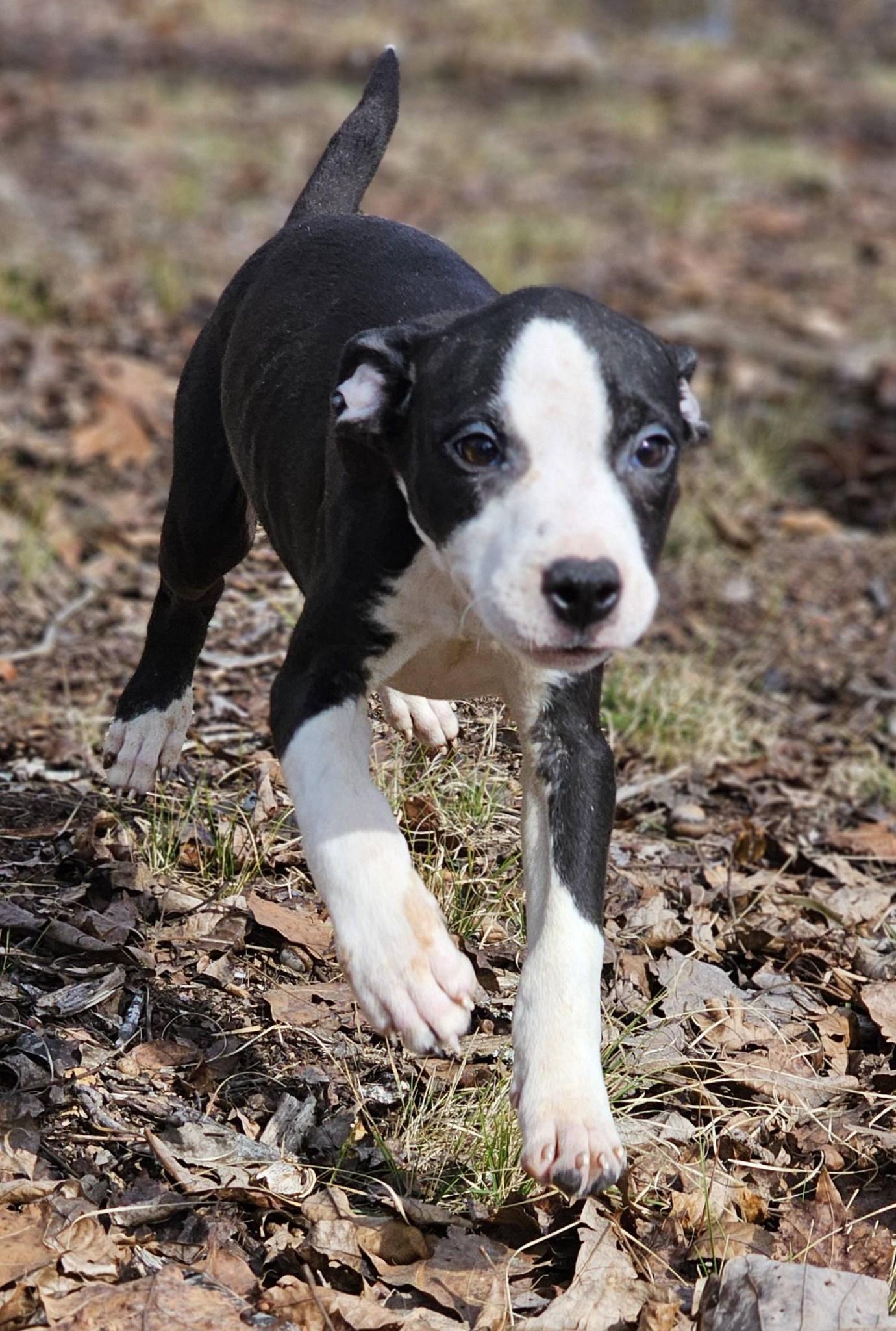 Rebekah, ADOPTABLE, Puppy Female Bulldog.