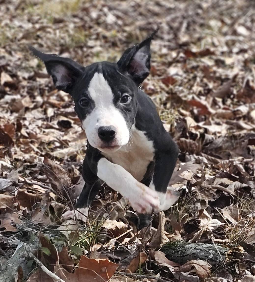 Enlarge Rebekah, a ADOPTABLE Bulldog in Fort Payne, AL image 4/5