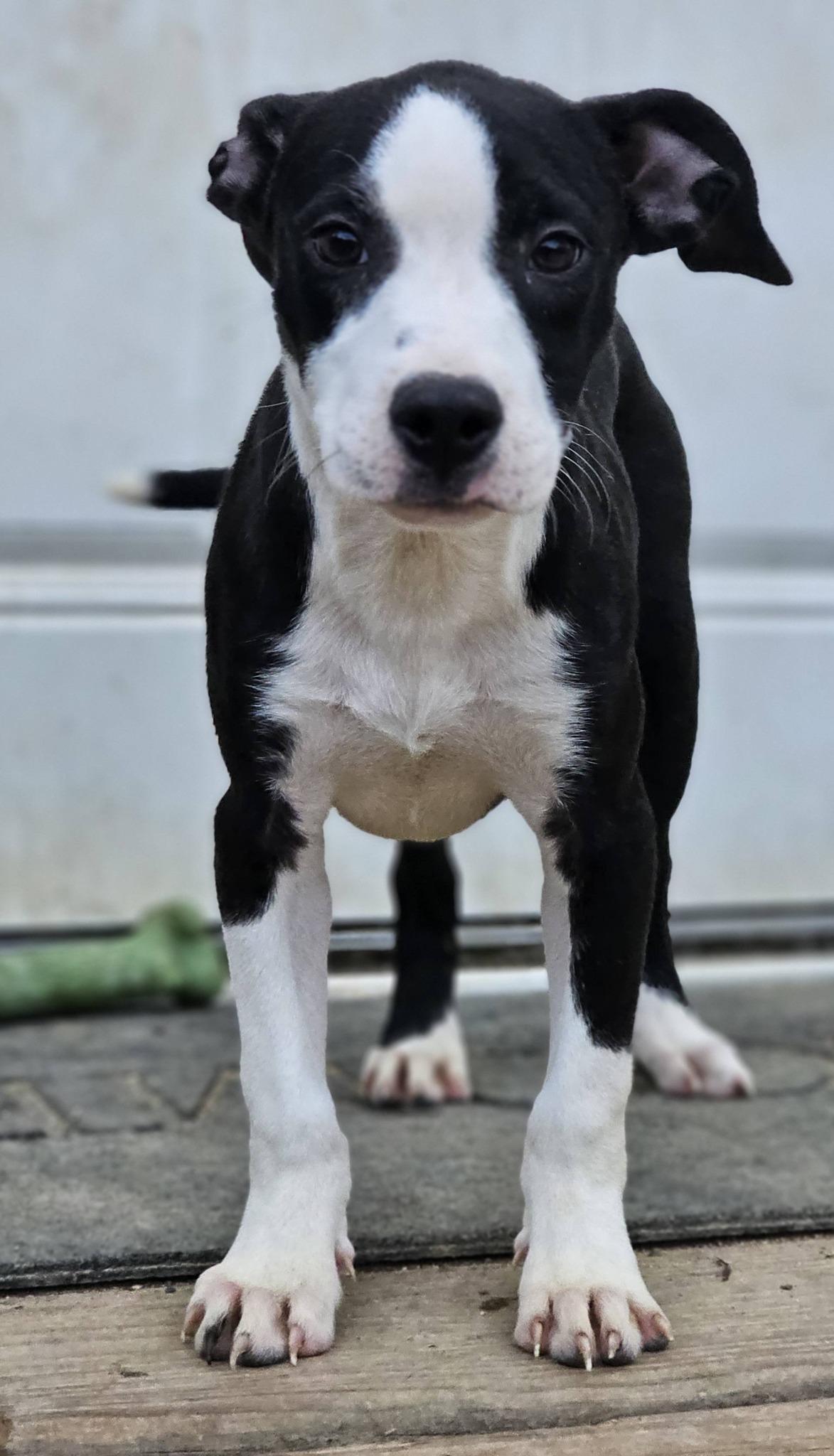 Enlarge Rebekah, a ADOPTABLE Bulldog in Fort Payne, AL image 5/6