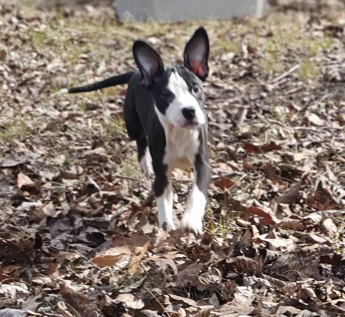Enlarge Rebekah, a ADOPTABLE Bulldog in Fort Payne, AL image 3/5
