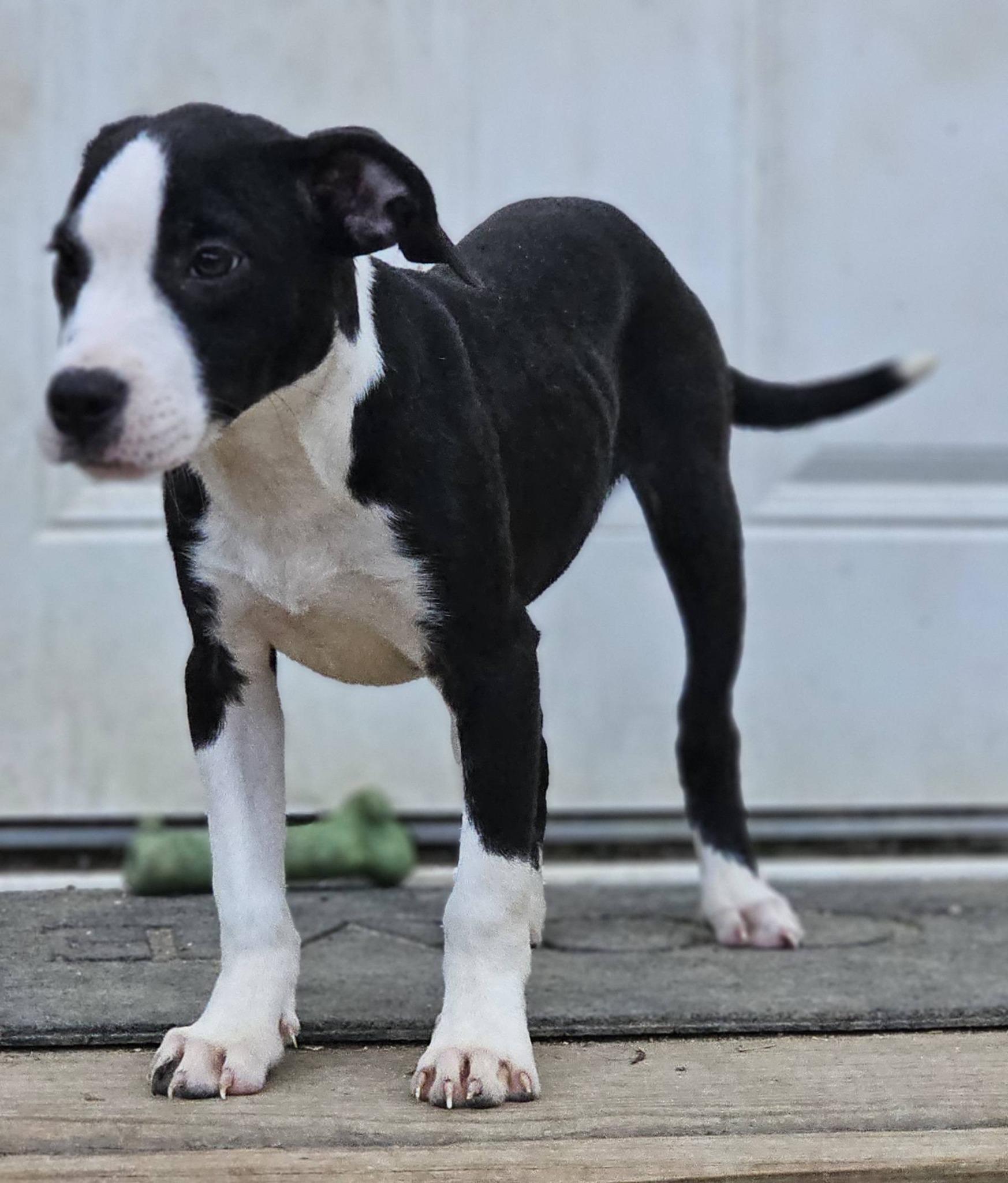 Enlarge Rebekah, a ADOPTABLE Bulldog in Fort Payne, AL image 6/6