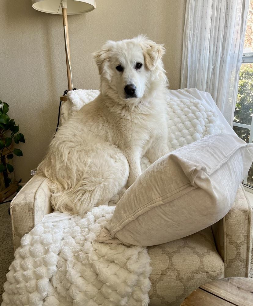 Enlarge Lilo, a Adoptable Great Pyrenees in TULSA, OK image 1/4