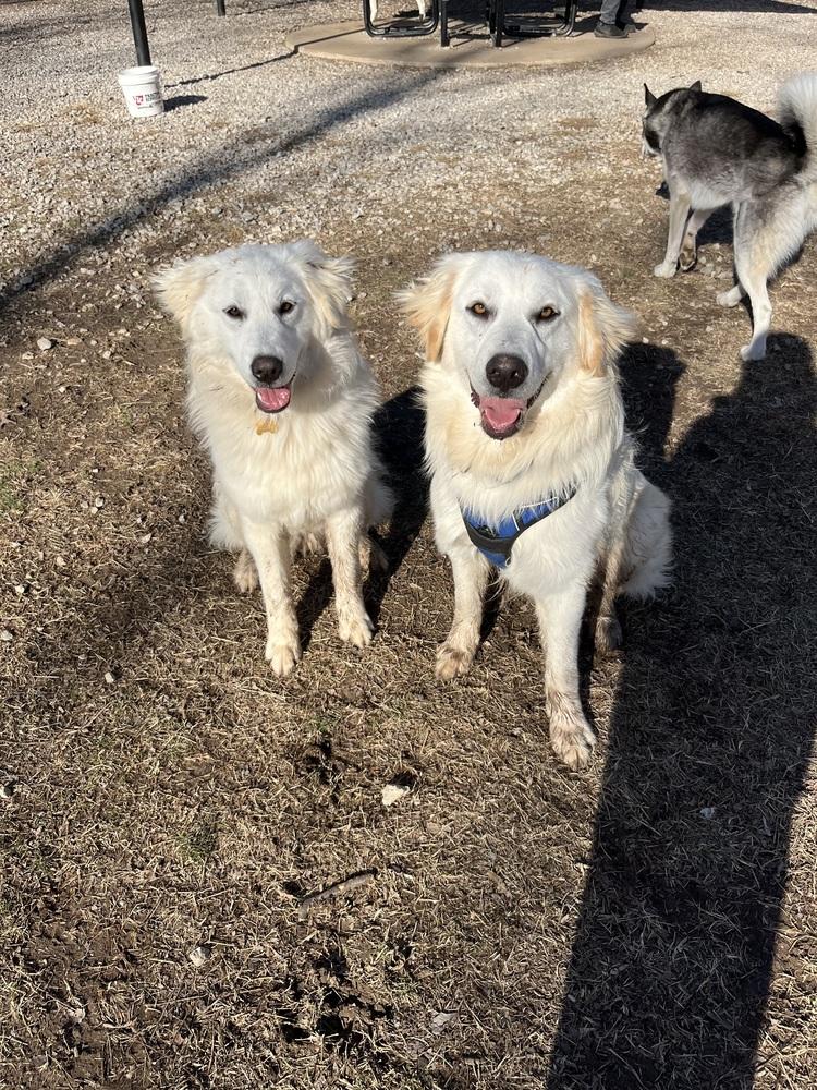 Enlarge Lilo, a Adoptable Great Pyrenees in TULSA, OK image 2/4