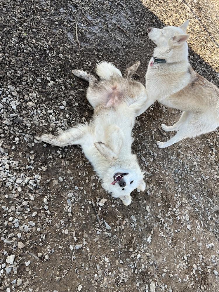 Enlarge Lilo, a Adoptable Great Pyrenees in TULSA, OK image 4/4