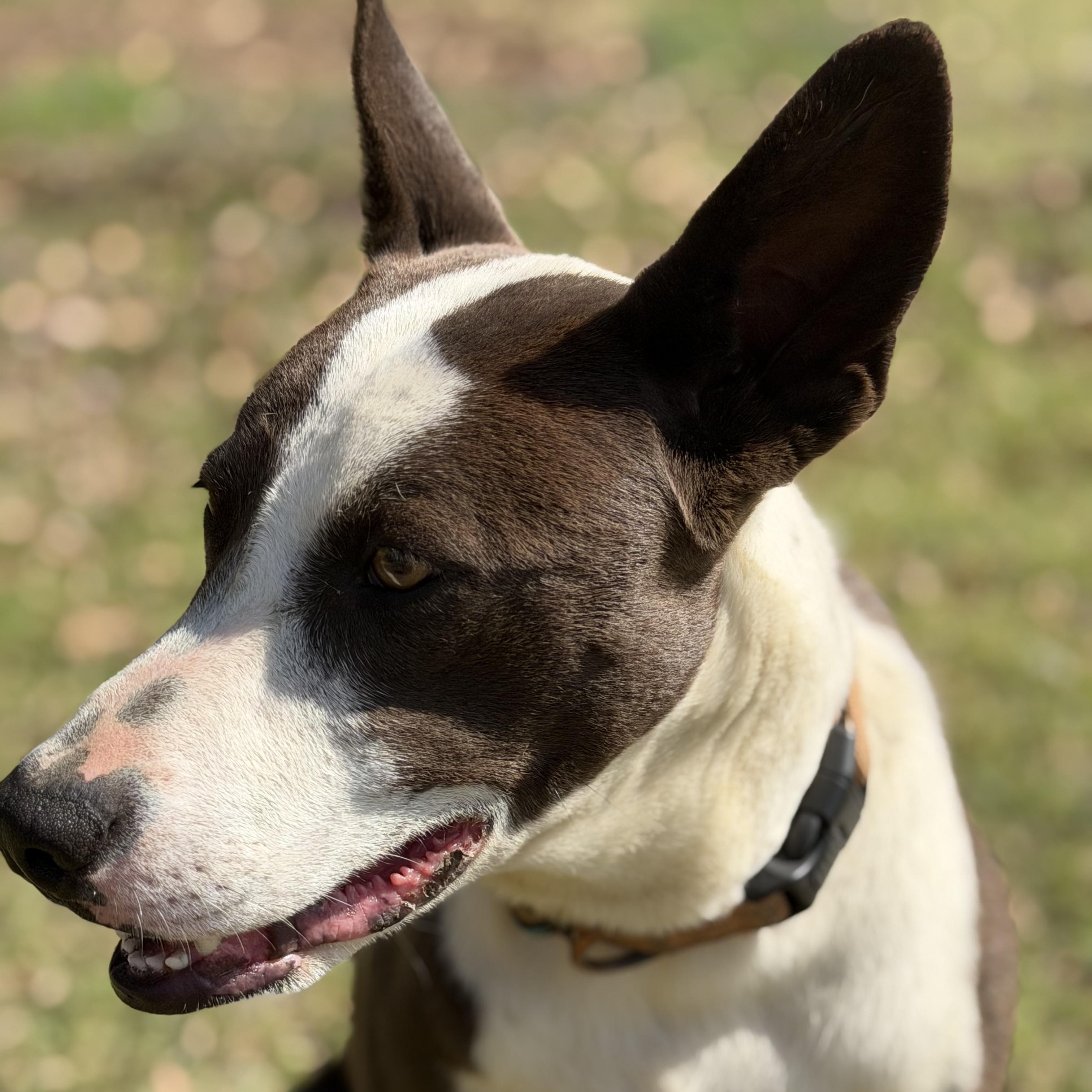 Enlarge Martha, a Adoptable mixed breed in Springfield, IL image 2/5