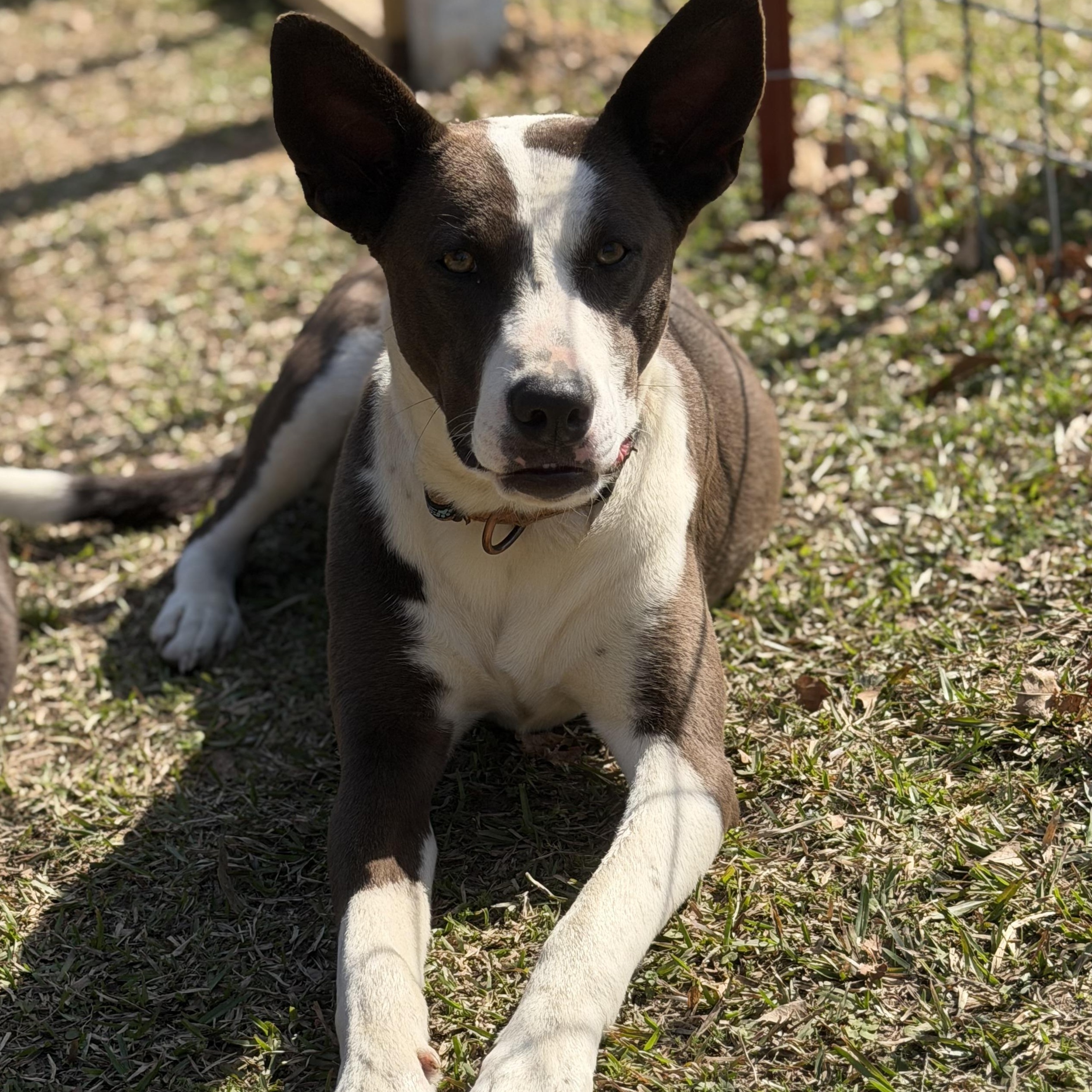 Enlarge Martha, a Adoptable mixed breed in Springfield, IL image 3/5