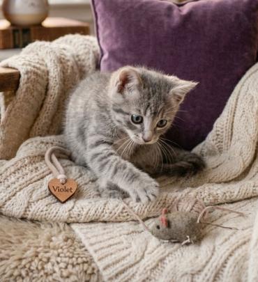 Violet, an adopted American Shorthair in Union City, NJ image 3/6