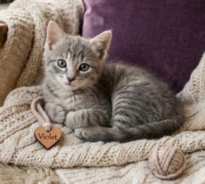 Violet, adopted, Kitten Female American Shorthair.