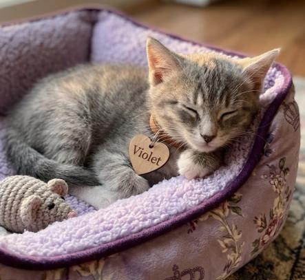 Violet, an adopted American Shorthair in Union City, NJ image 4/6
